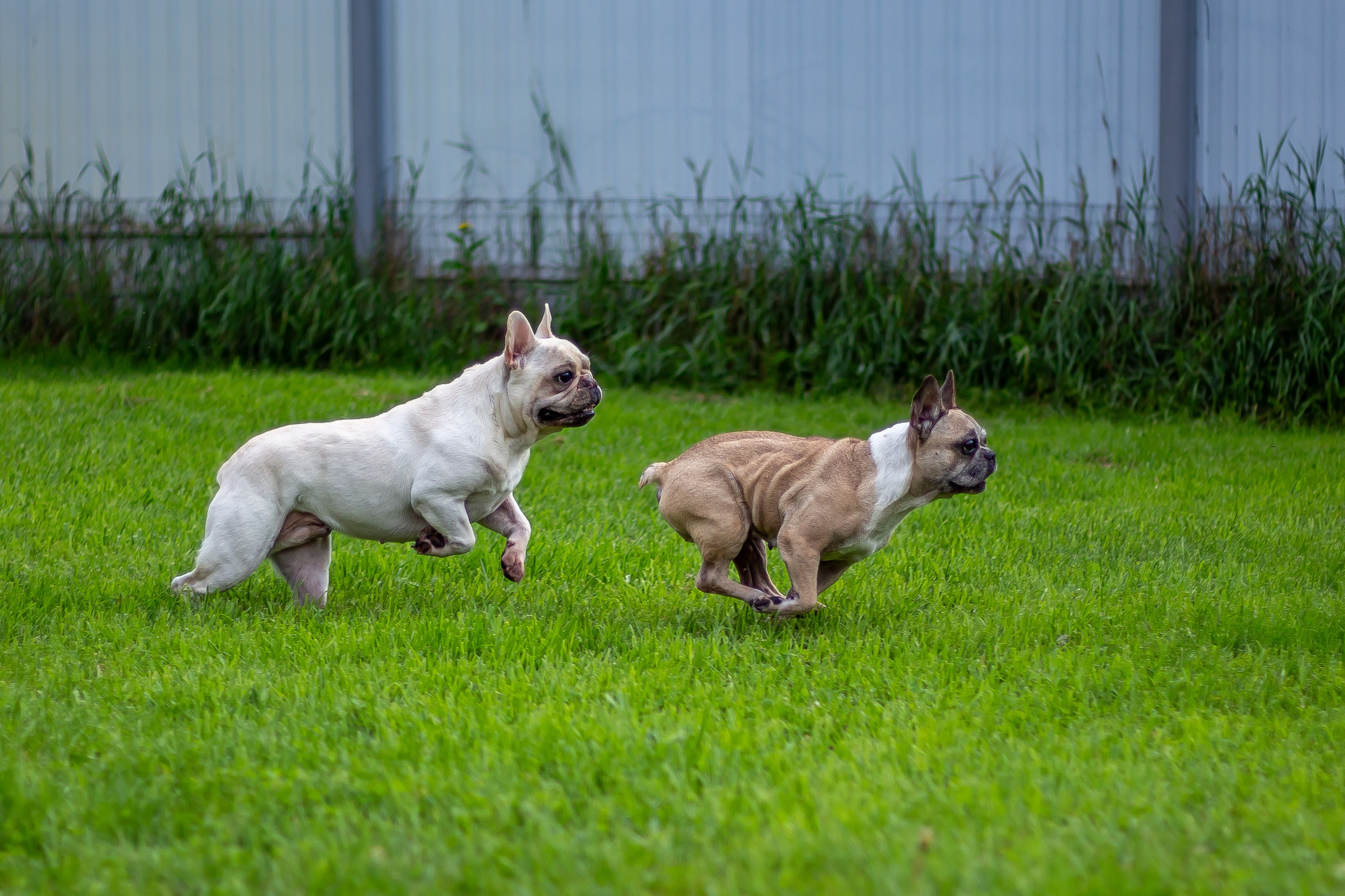 Собачья жизнь — Зоогостиница «Счастливые мечтатели». Фотограф • Орехово-Зуево • Балашиха • TEFO