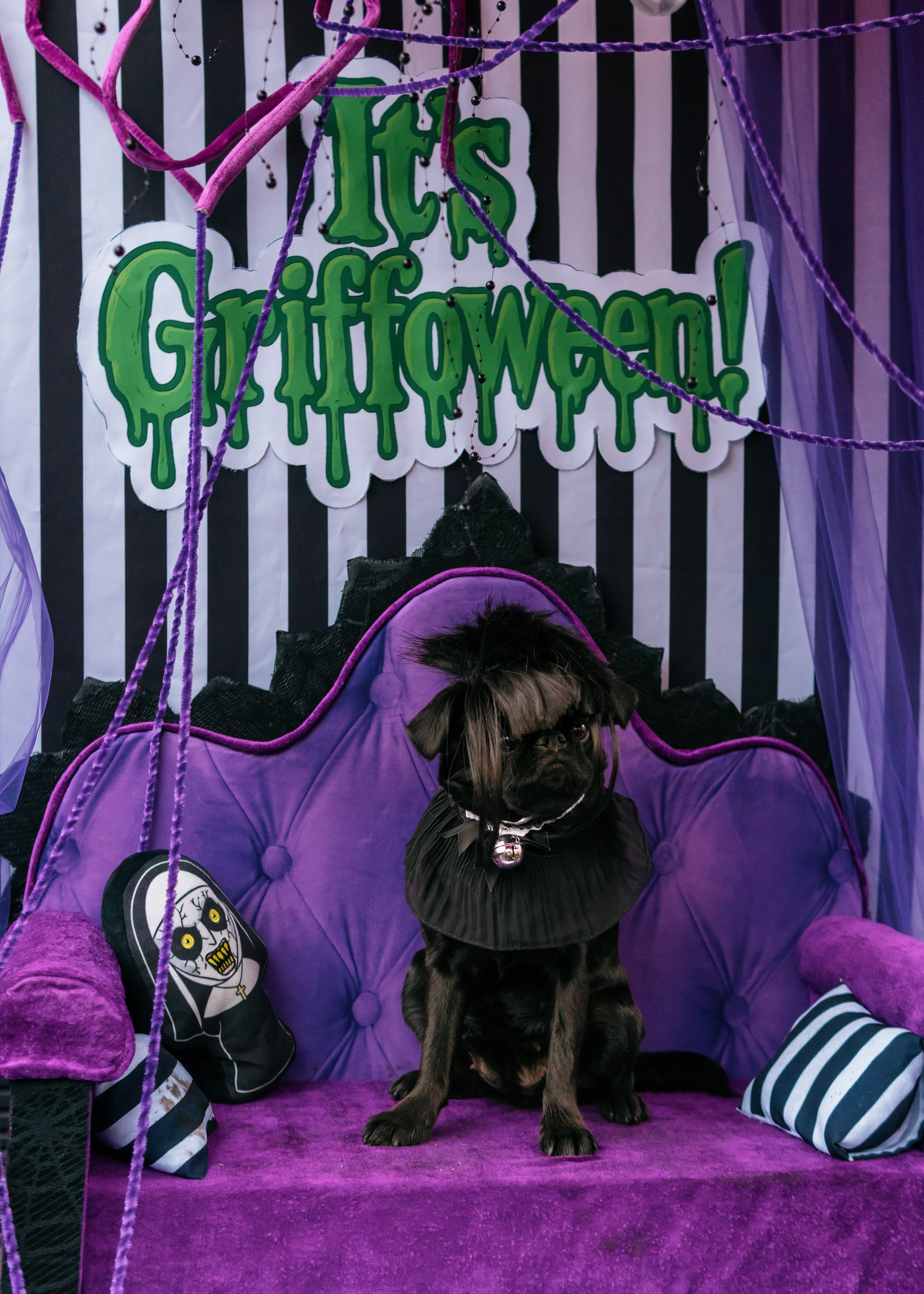 Тематическая встреча породников «Griffween». Фотограф-анималист Ксения Воробьева, Москва