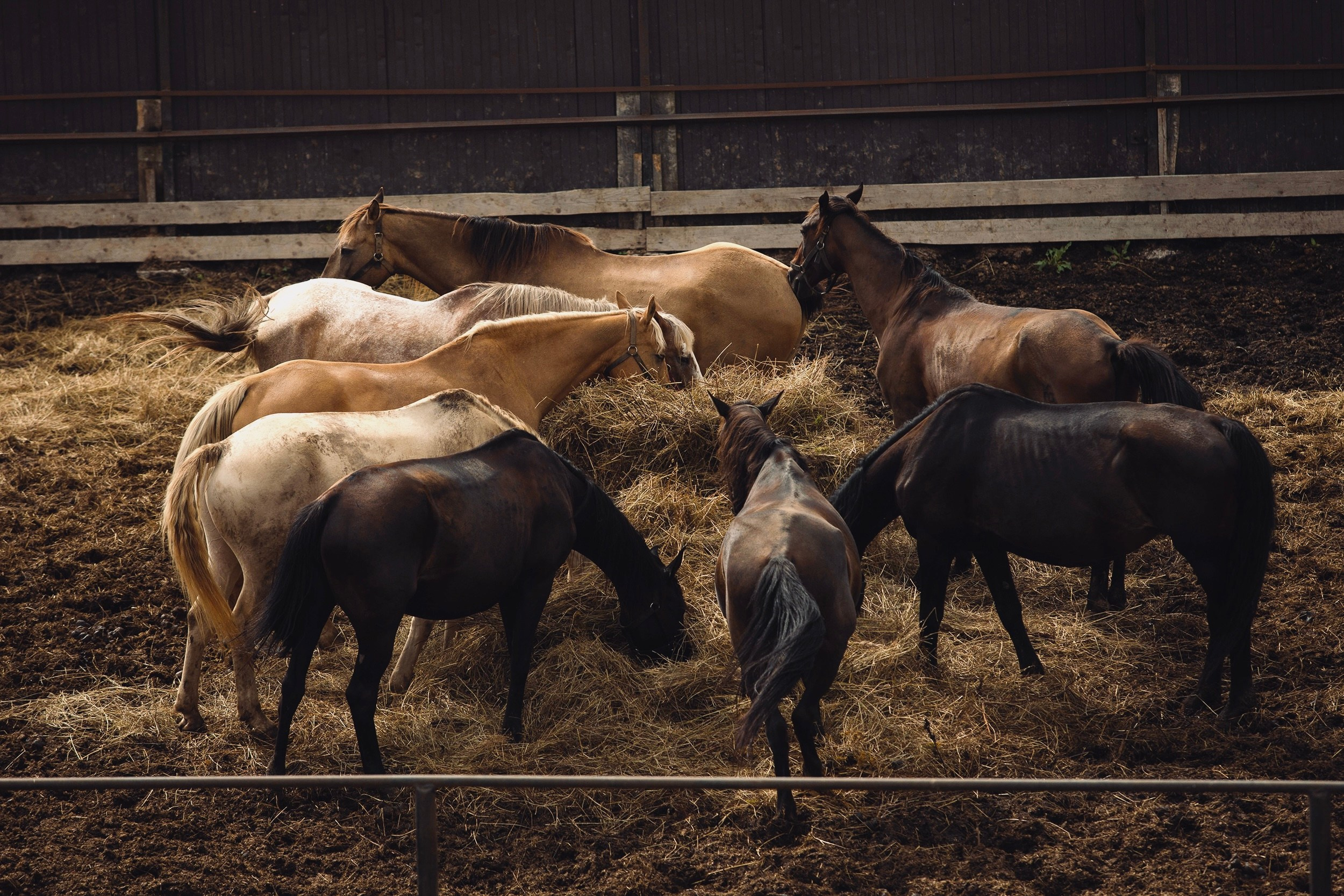 Лошади. Фотограф-анималист Юлия Удовенко