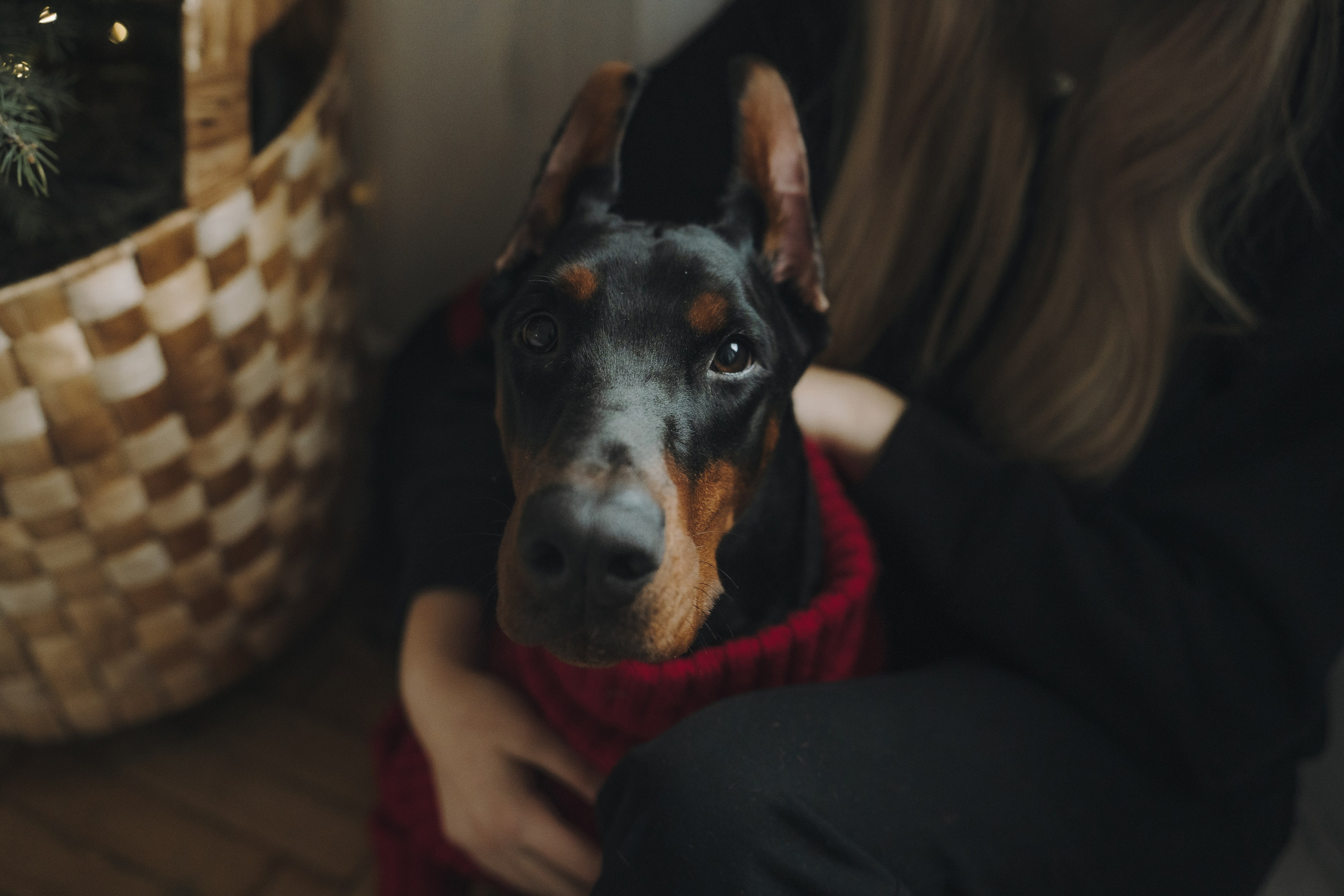 Саша и Асти. Фотограф анималист в Москве и Санкт-Петербурге Свиридова Анна