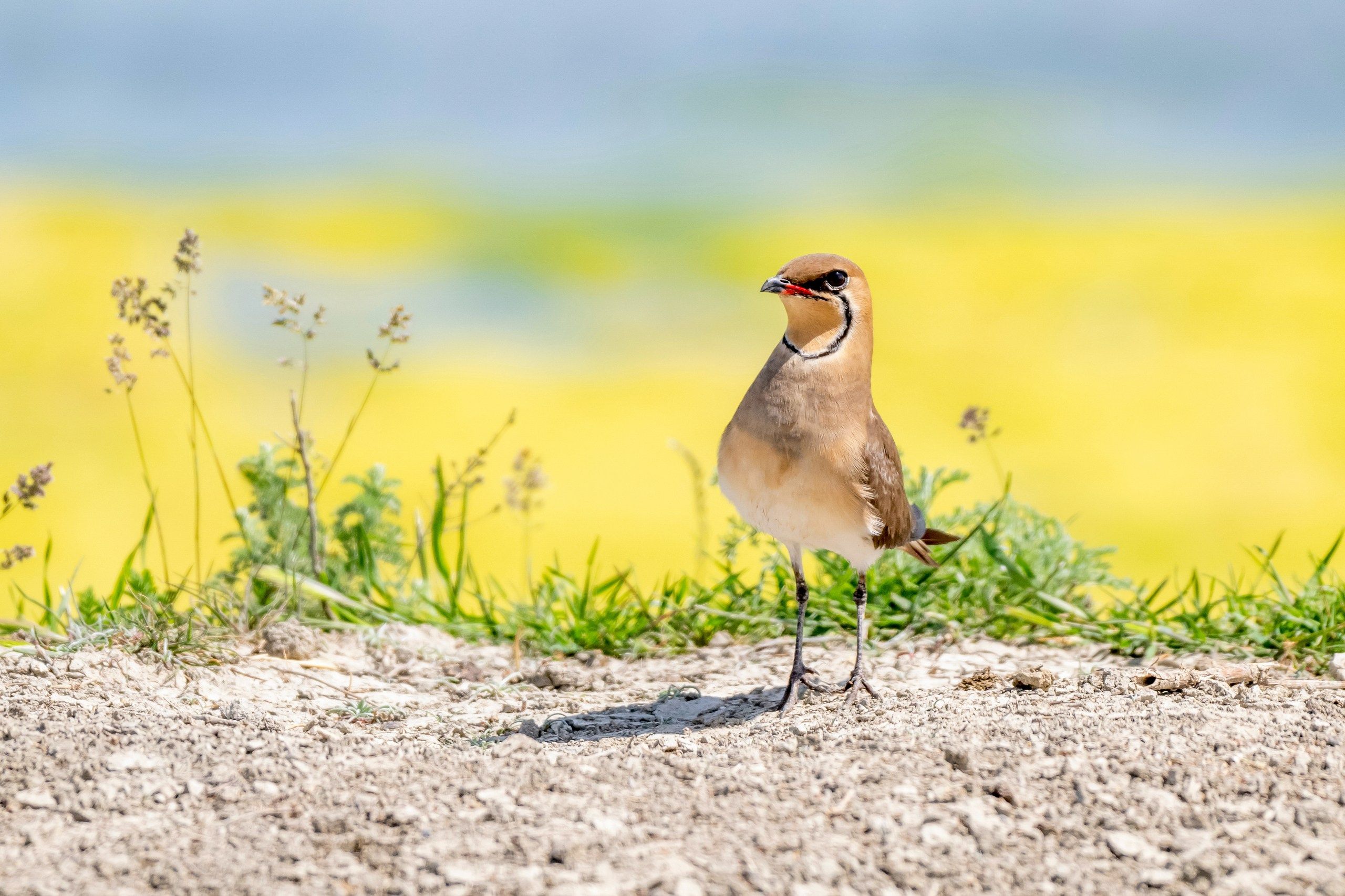 Пейзажный фотограф, Фотографии дикой природы. Foto-Zuev фотография как искусство