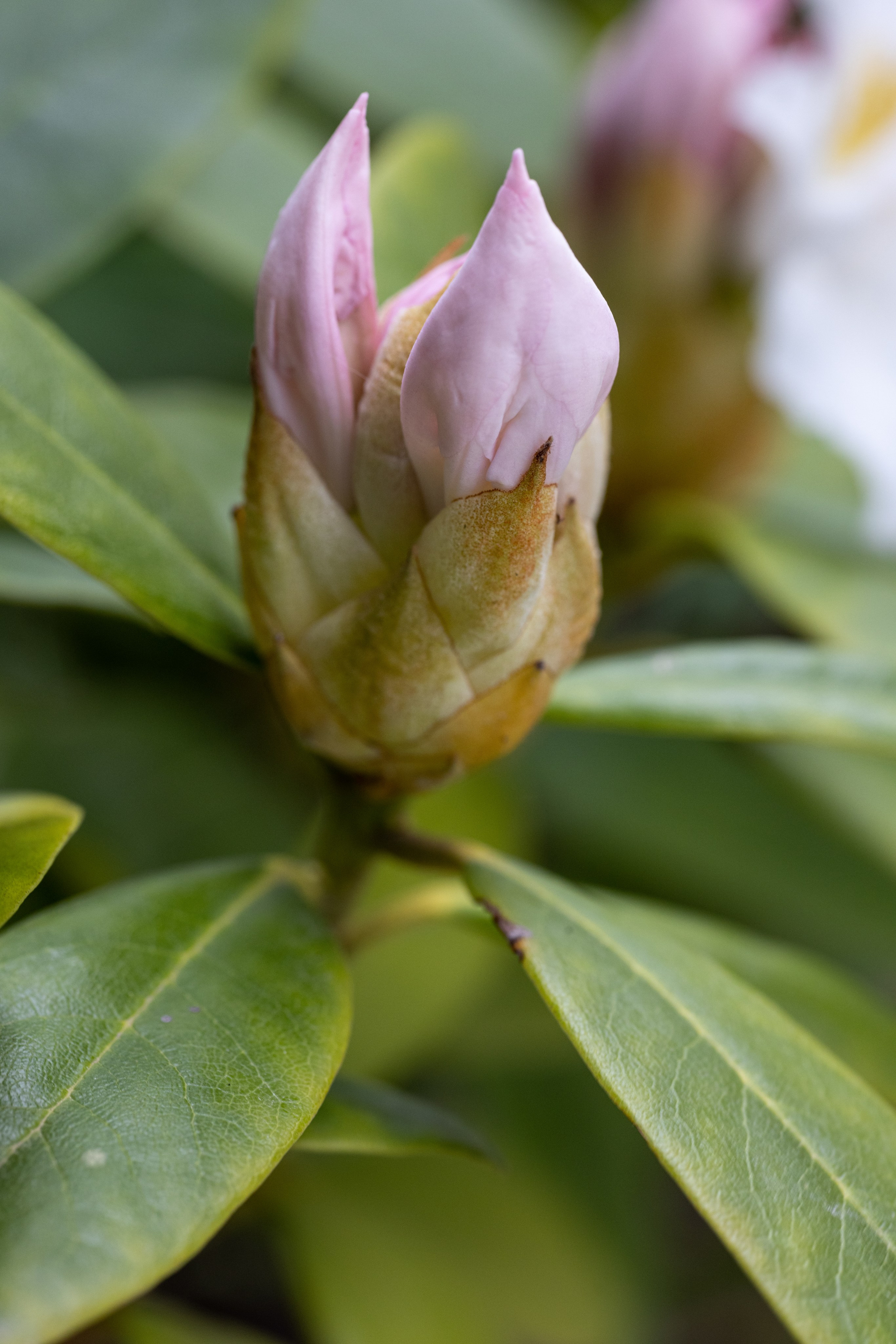 Macro. Фотограф на Юге России