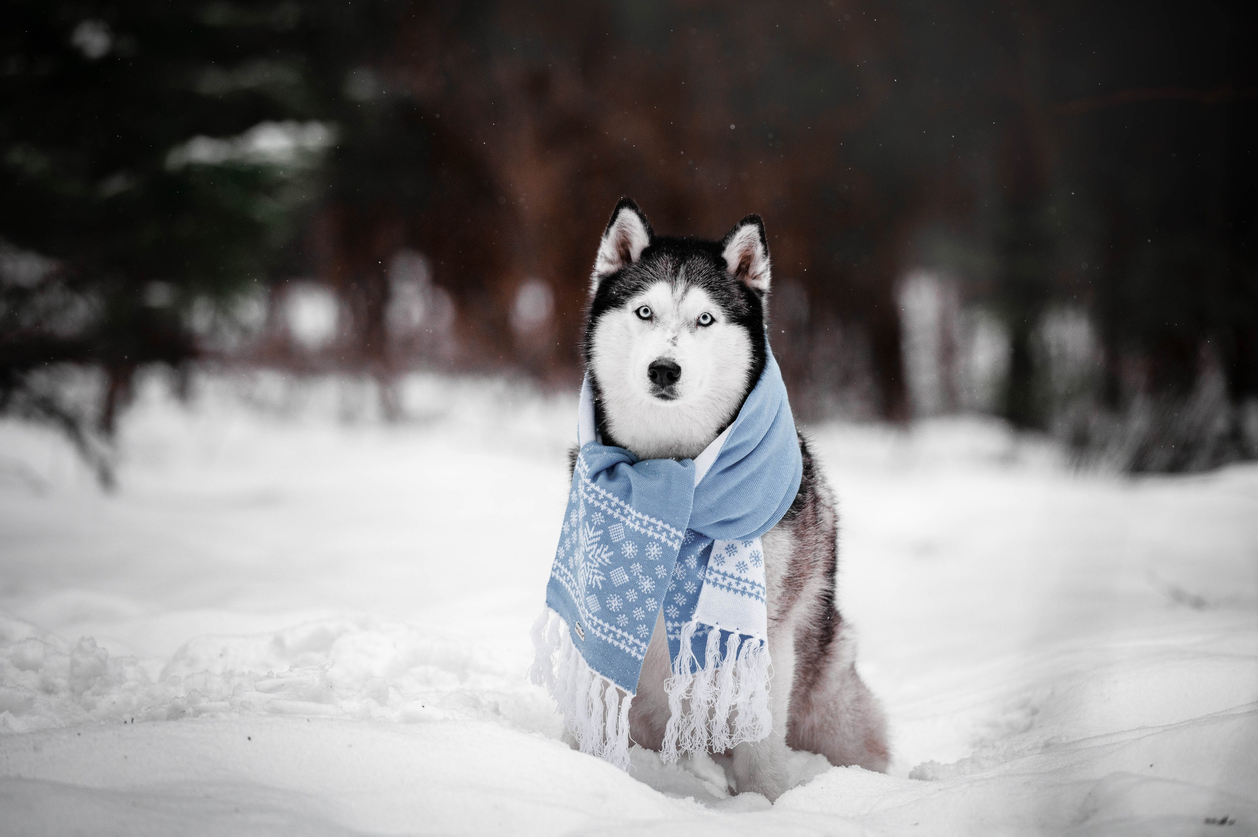Шанель. Фотограф-анималист