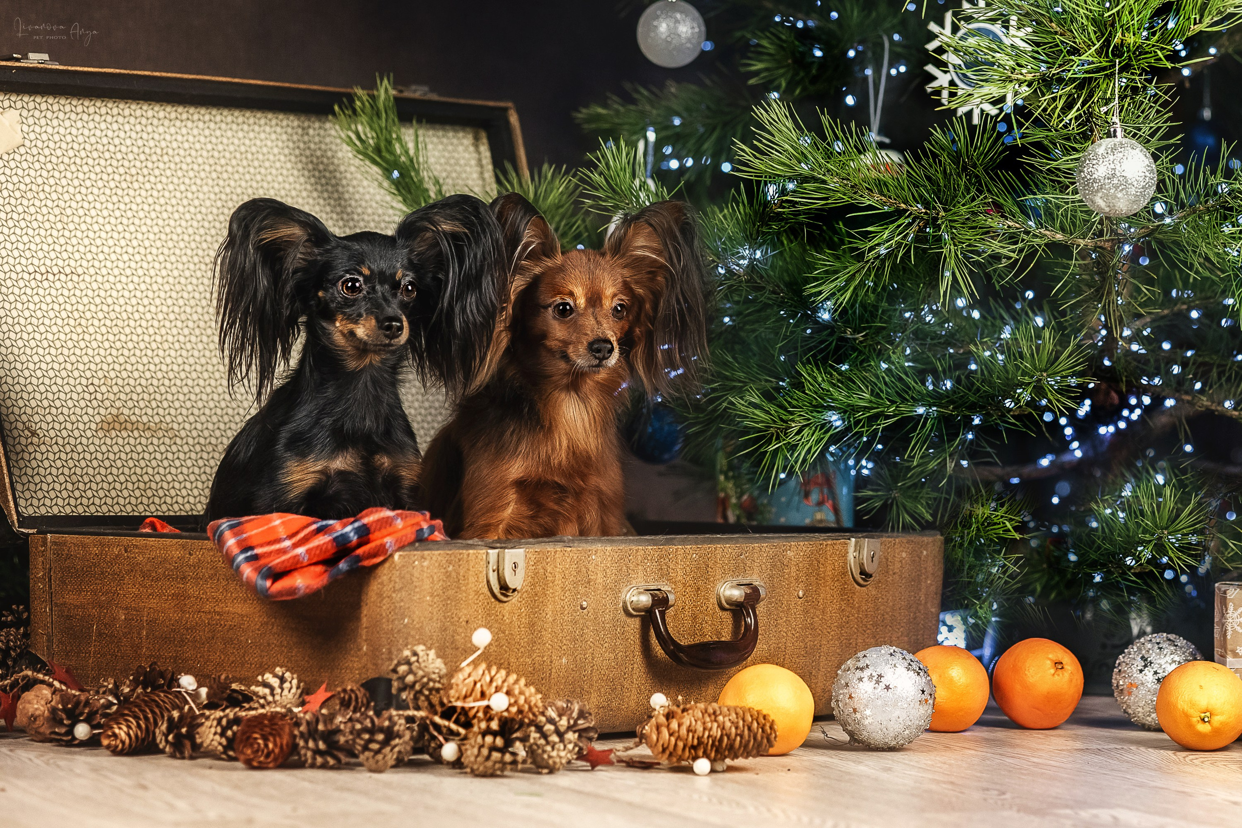 Фотодень_1 2025. Фотограф анималист Аня Ливанова | Рыбинск