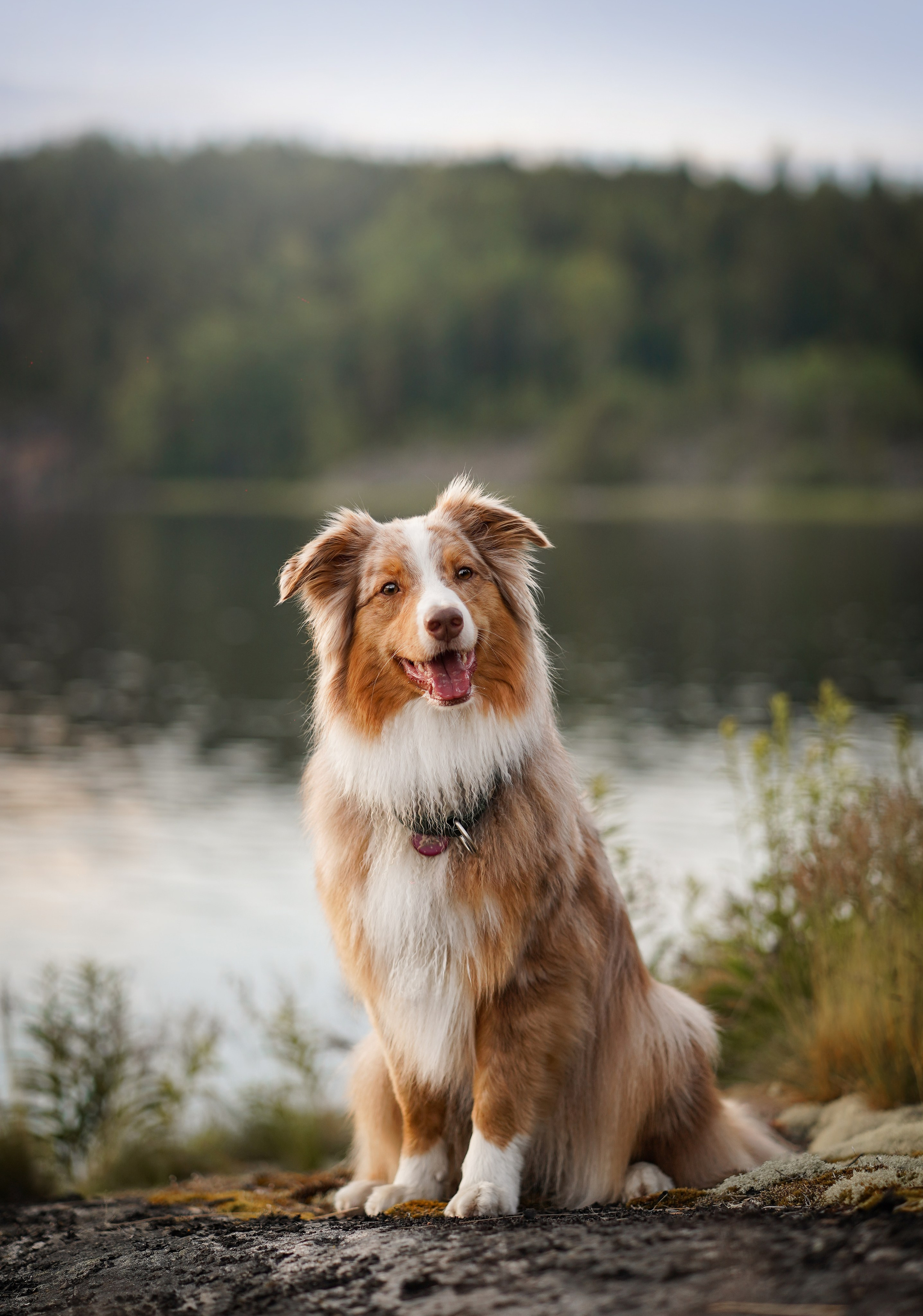 Карелия. Фотограф-анималист в Санкт-Петербурге Яна Мартынова
