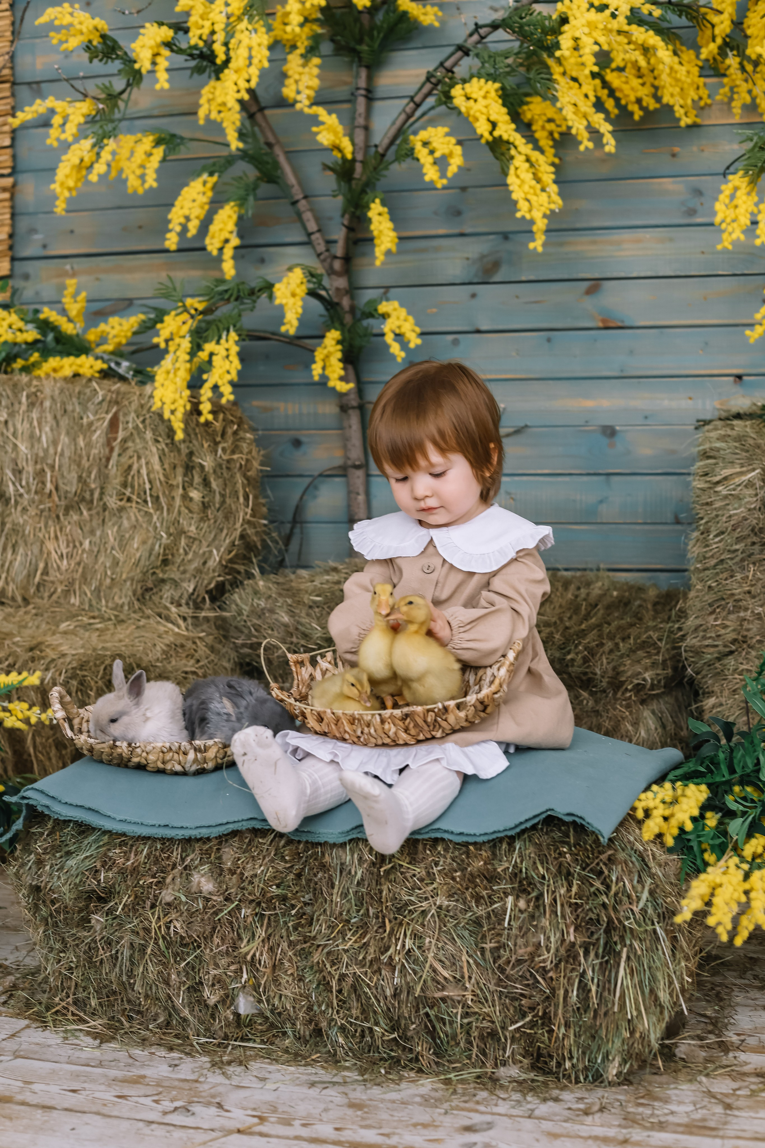 Утята. Фотограф и видеограф Анна Домашенко