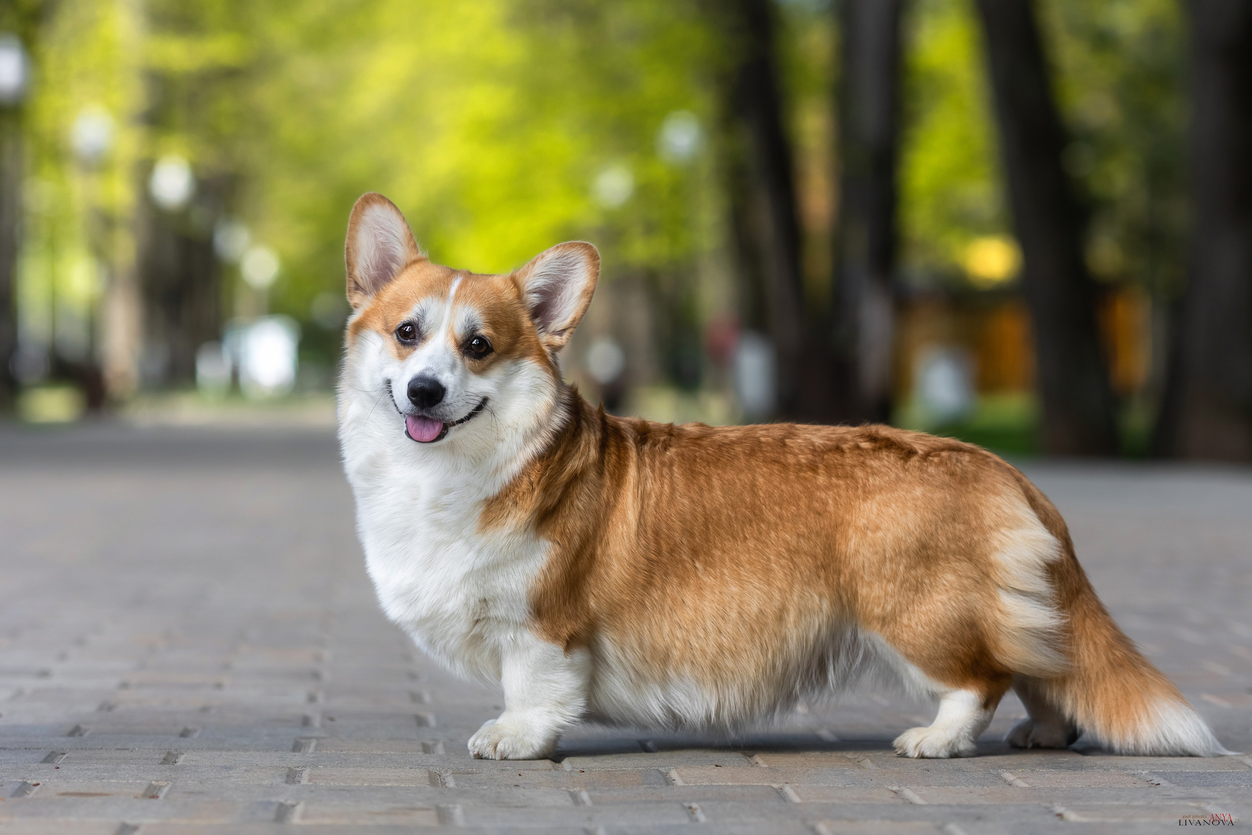 Коржи. Фотограф анималист Аня Ливанова | Рыбинск