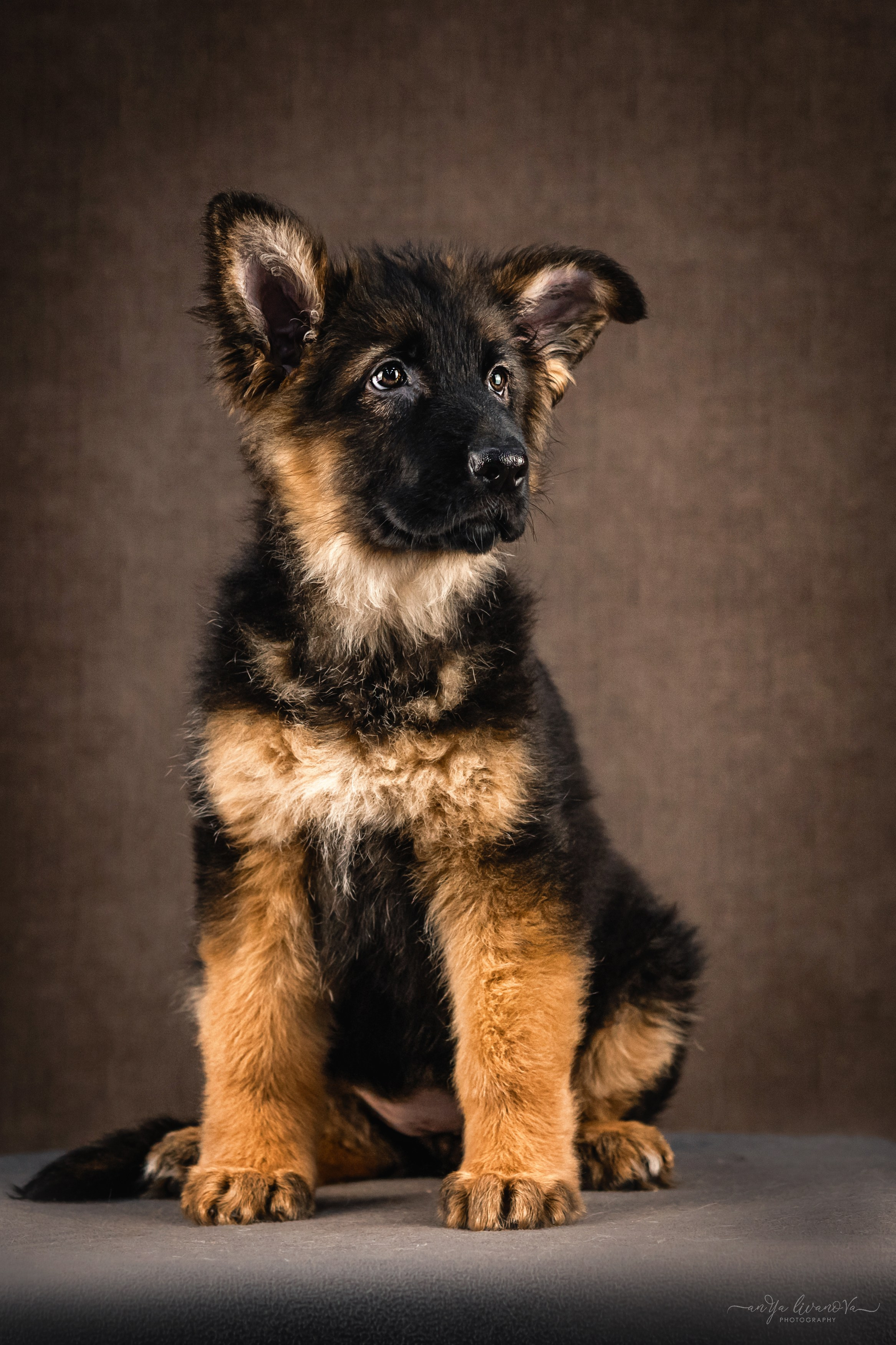 Овчарята. Фотограф анималист Аня Ливанова | Рыбинск