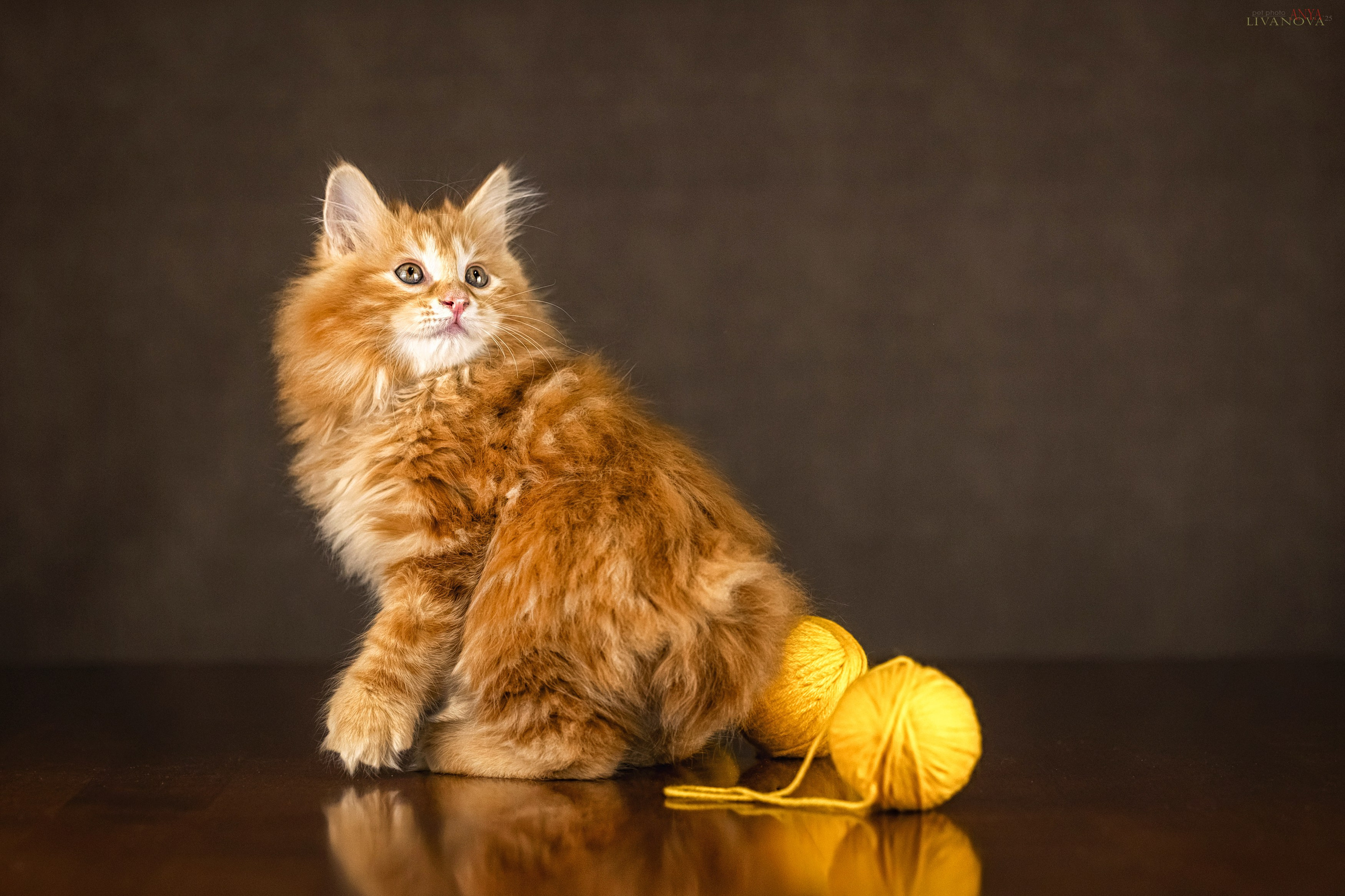 Бобтейлы. Фотограф анималист Аня Ливанова | Рыбинск