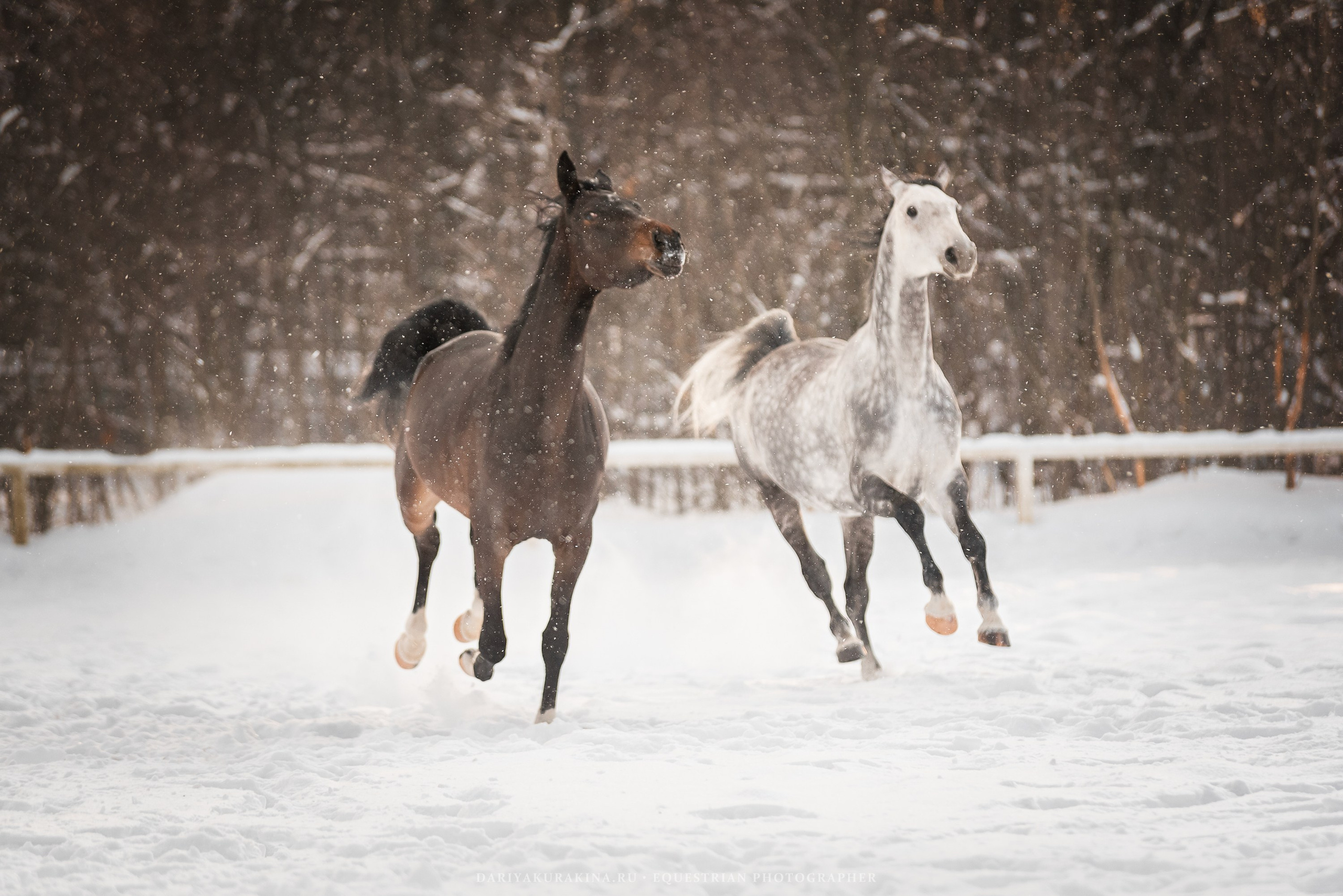Ловеласка и Клистал Лав, «ЮНА». Конный фотограф Куракина Дарья • Фотосессии с лошадьми