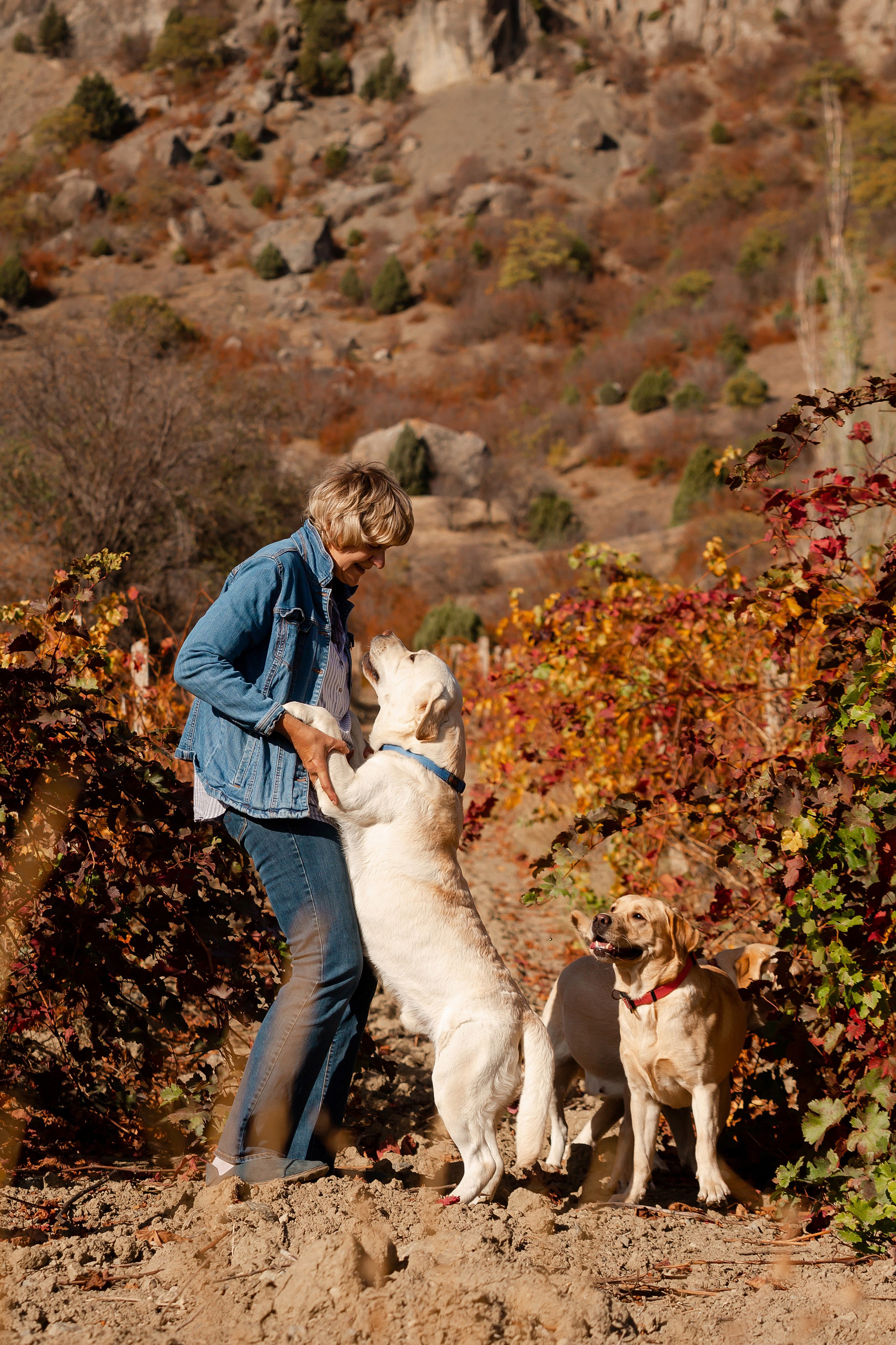 Лабрадоры и горы. Фотограф-анималист в Краснодаре Маша Мельникова
