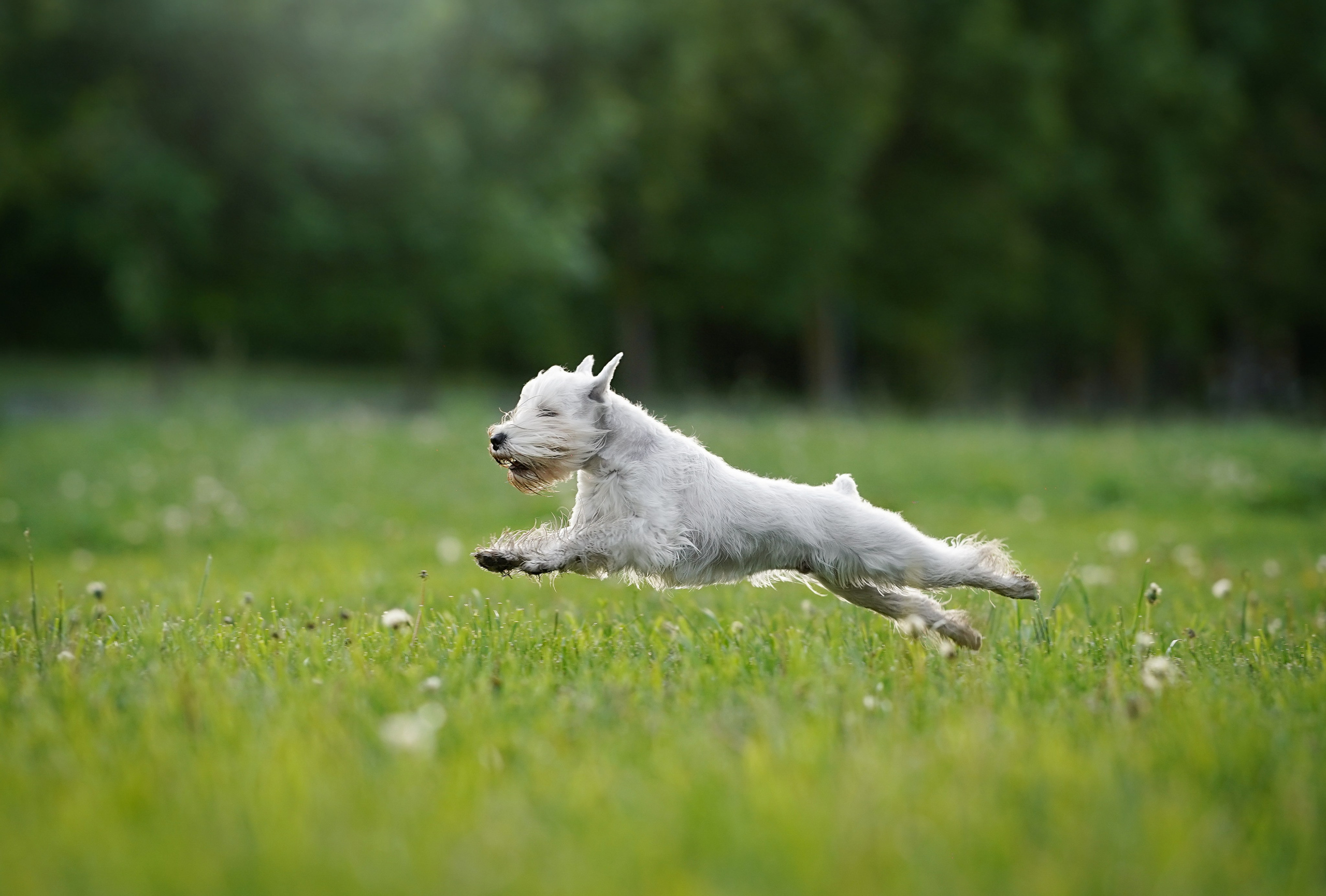Оля и Доминик. Фотограф-анималист в Санкт-Петербурге Яна Мартынова