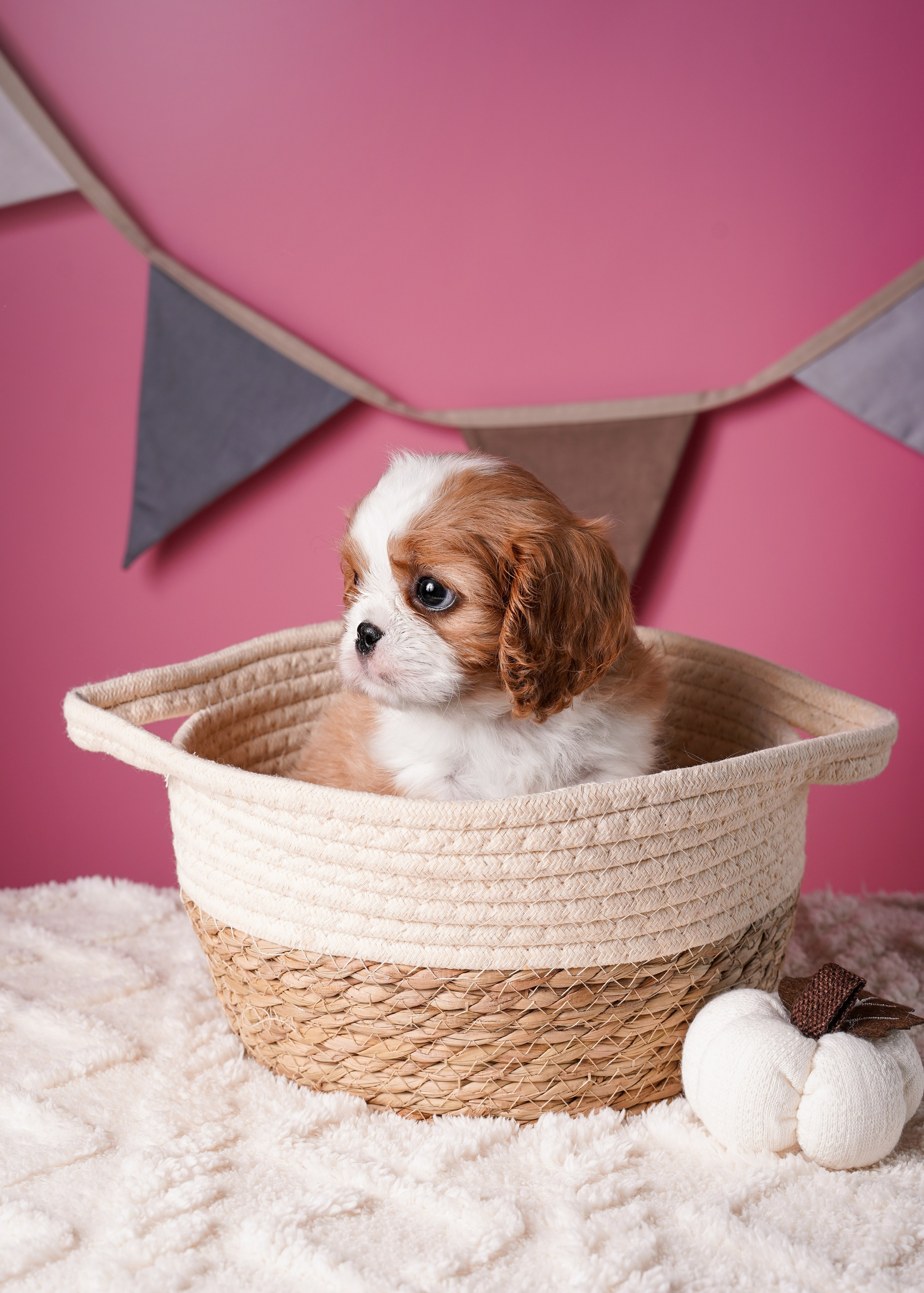 Щенки кавалера. Фотограф-анималист в Санкт-Петербурге Яна Мартынова
