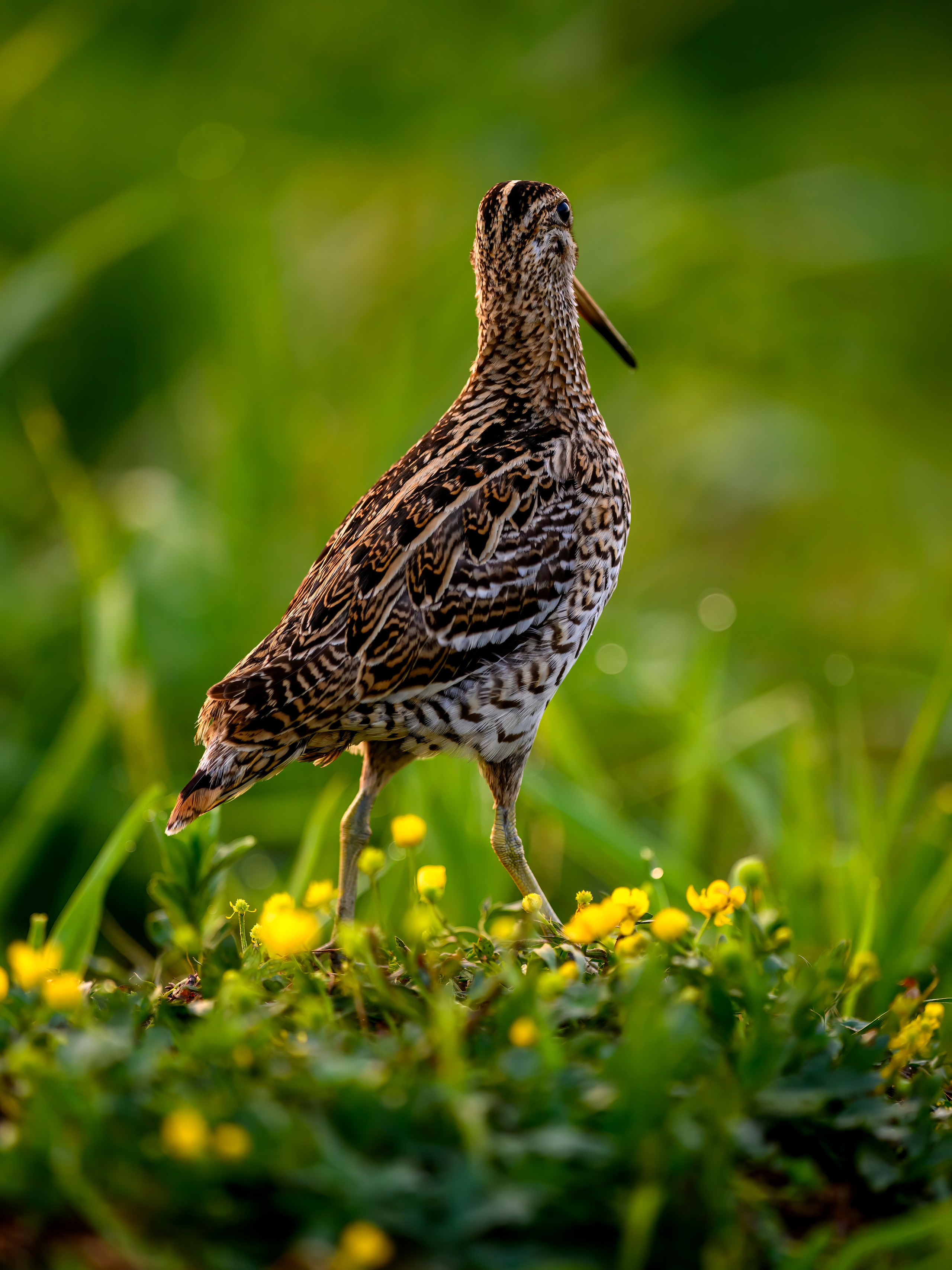 На дупелином току. Wildlife photography by Sergey Puponin