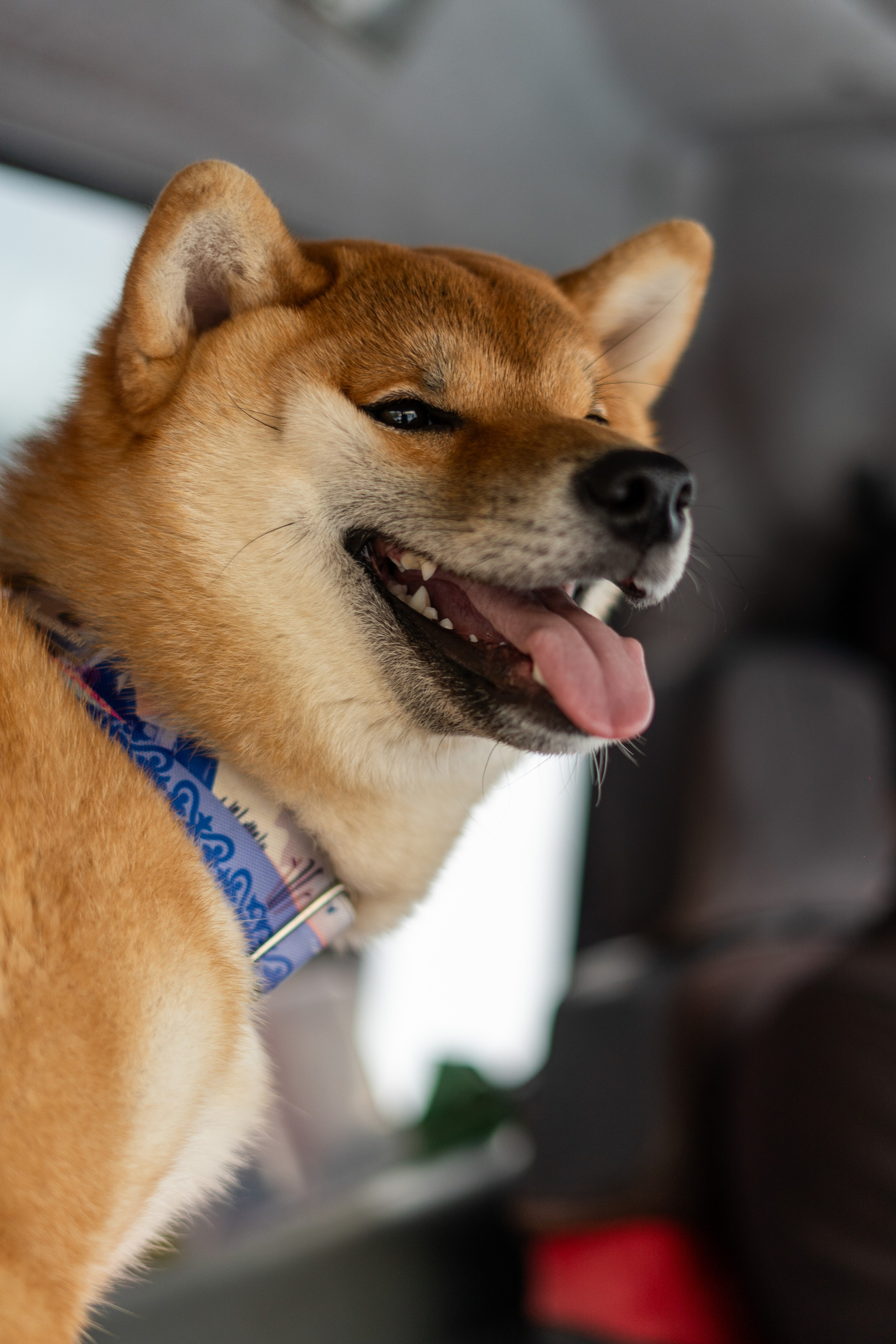 Mountain Patrol. Анастасия Паршукова — фотограф Шерегеш Новосибирск