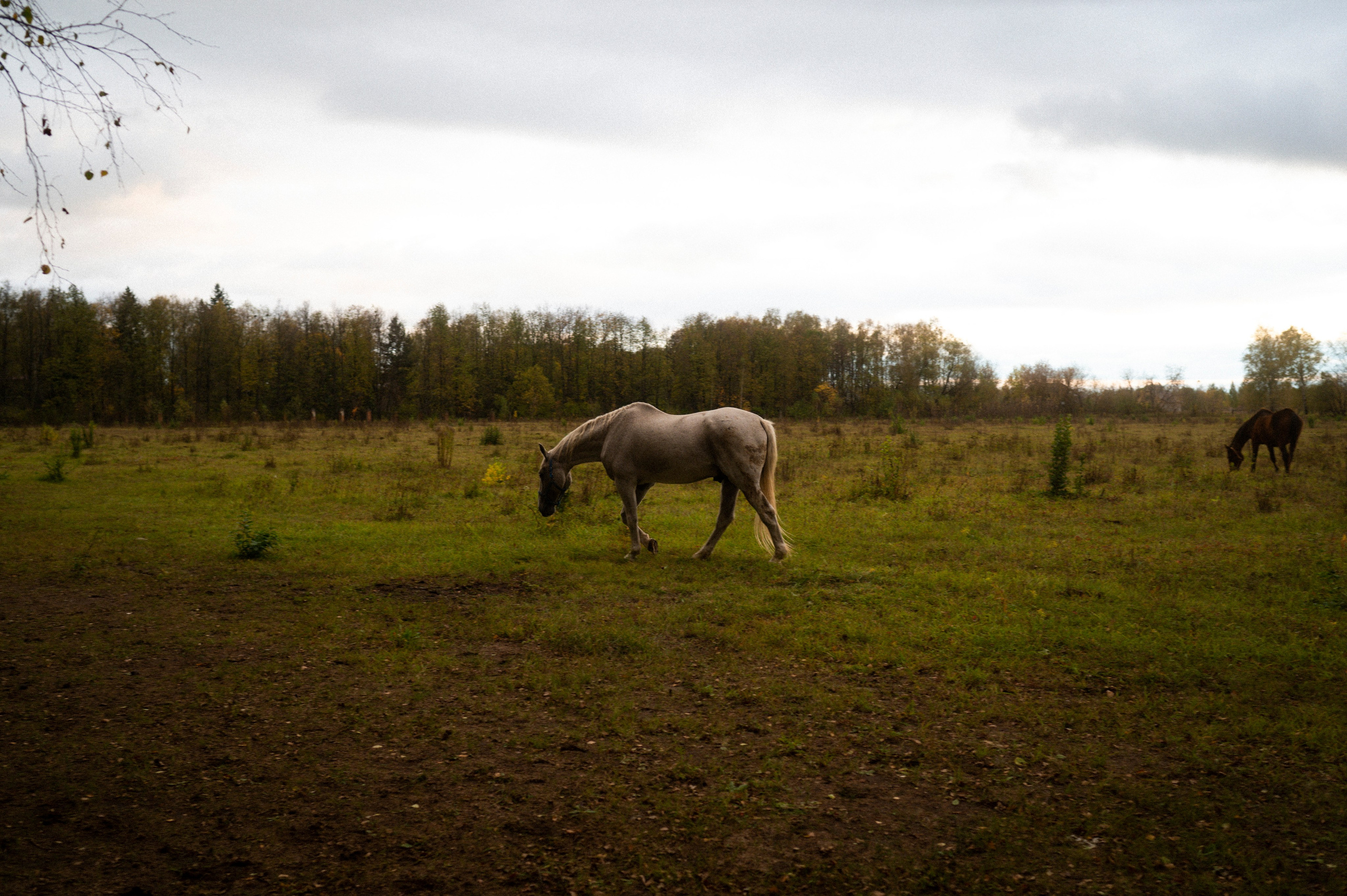 Random, 1. Kartascheff