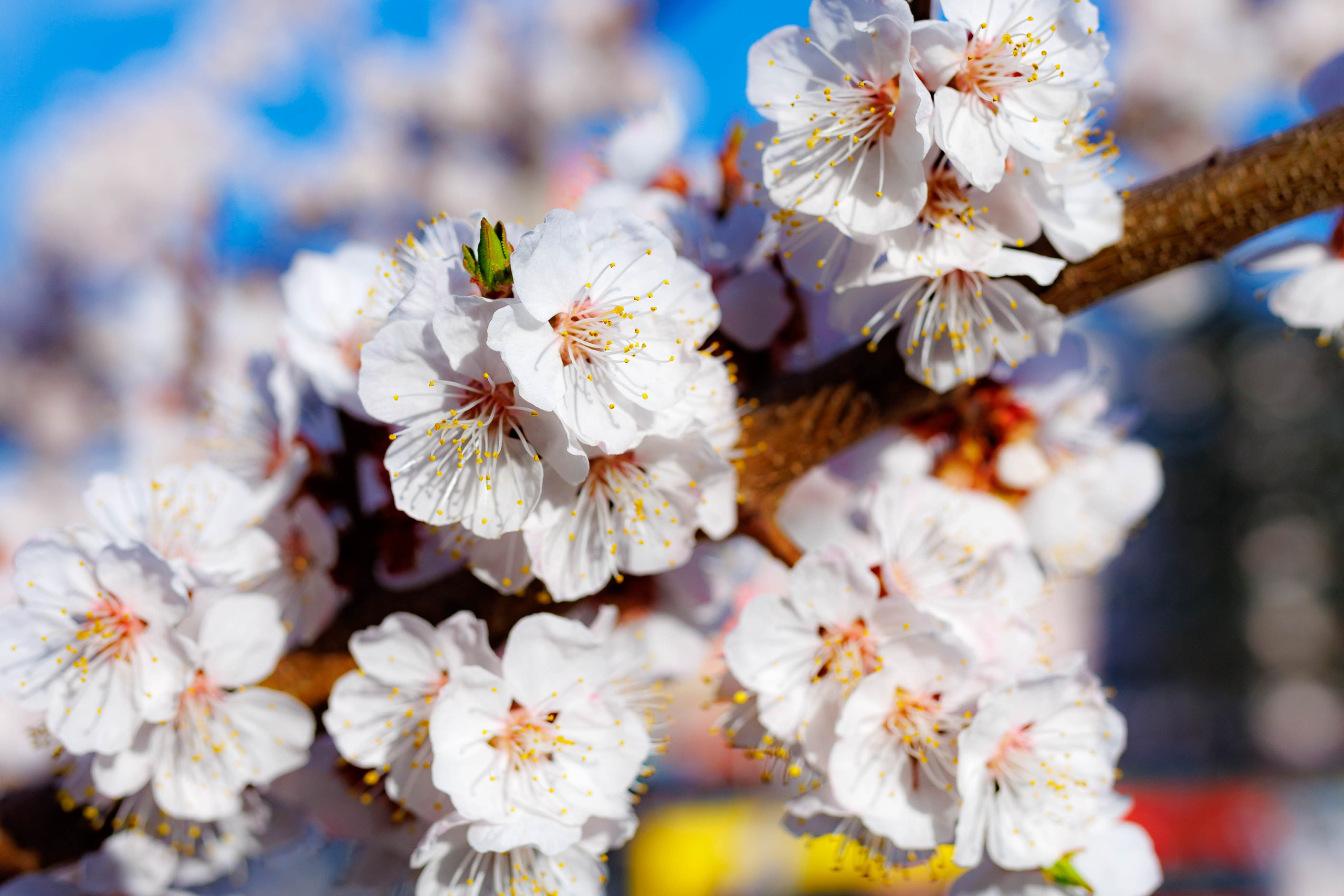 Фотографии природы Липецка. Свадебный и семейный фотограф Виолетта в Липецке