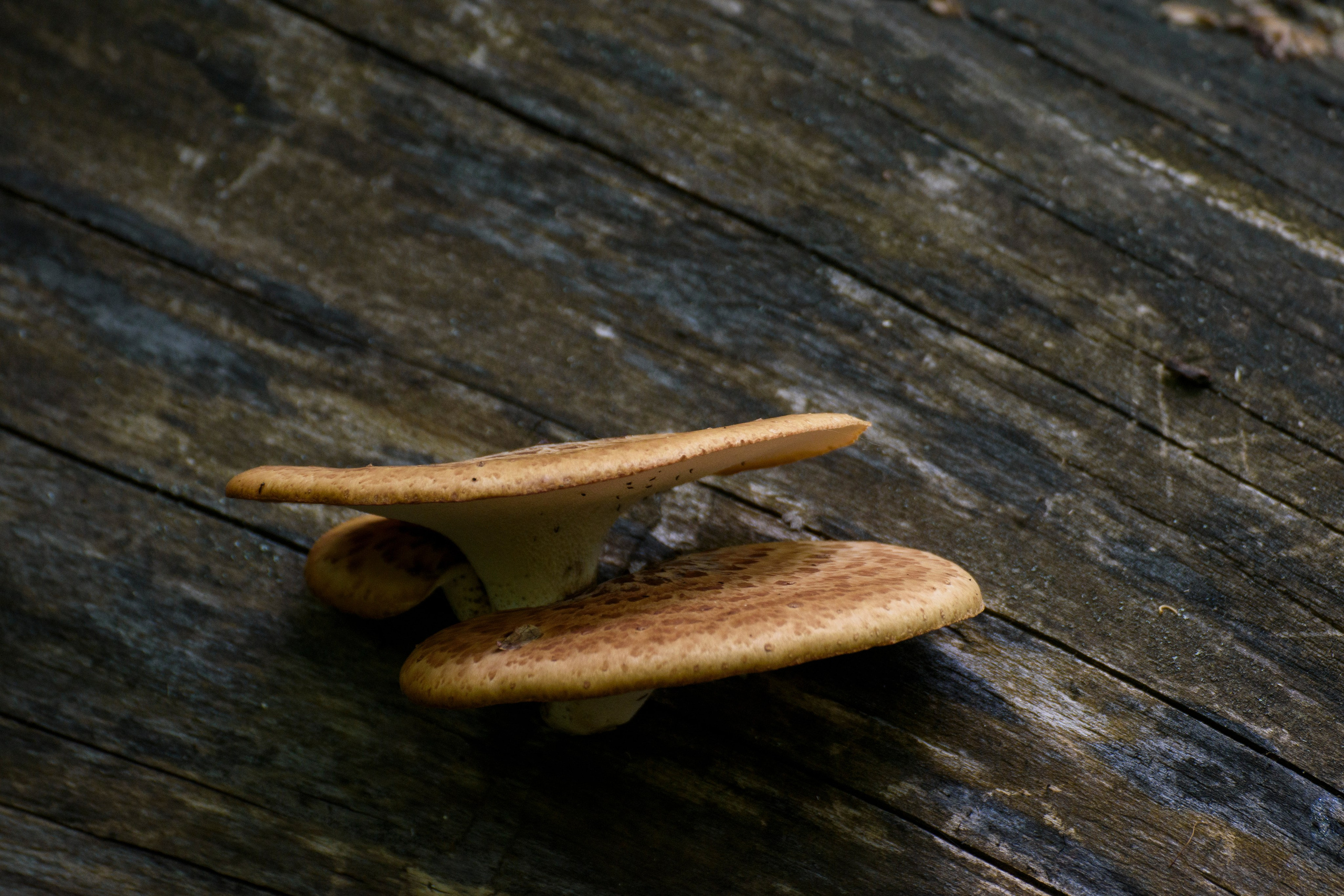 Грибы. Фотограф Вадим Хмурковский