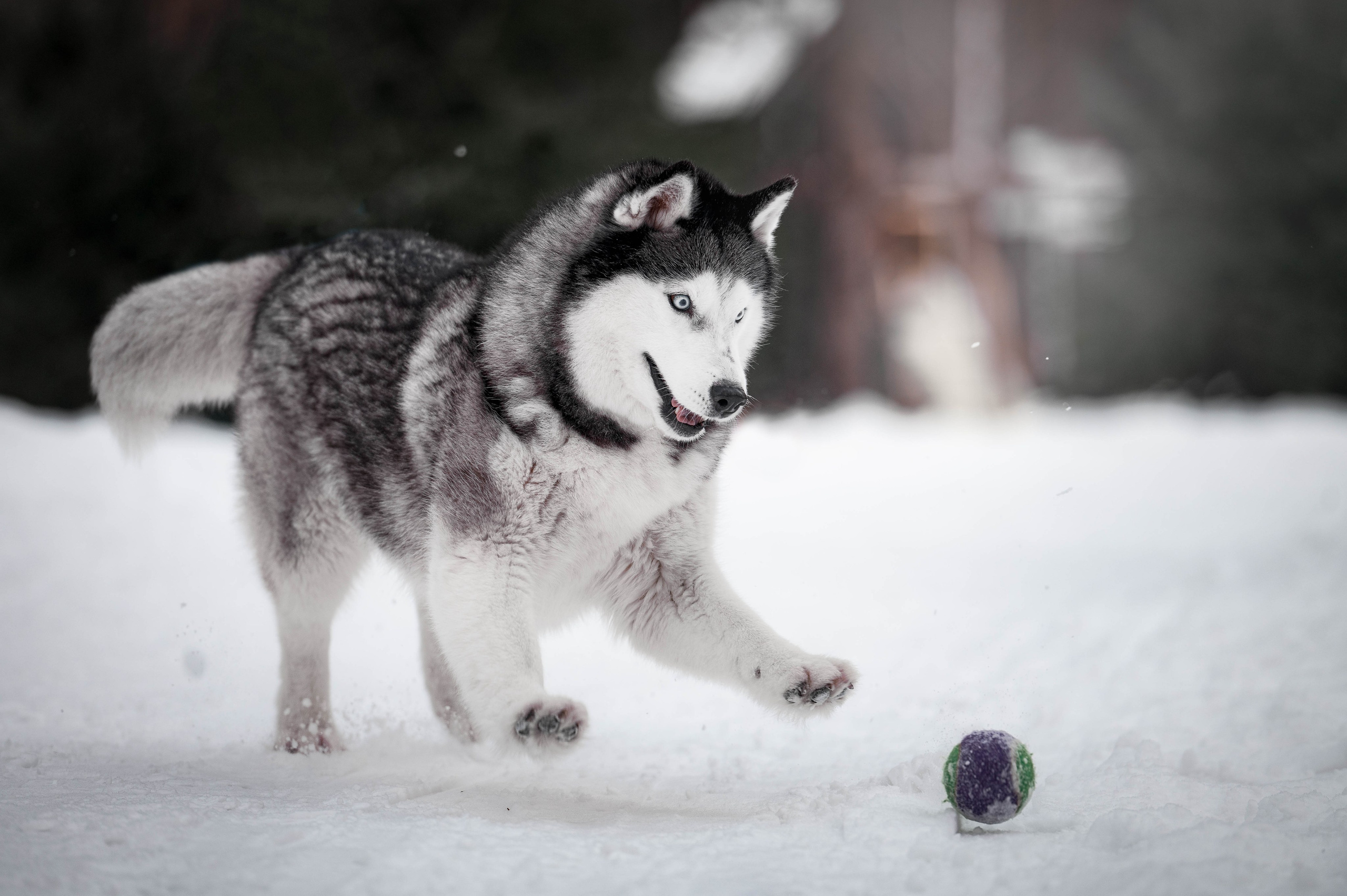 Шанель. Фотограф-анималист