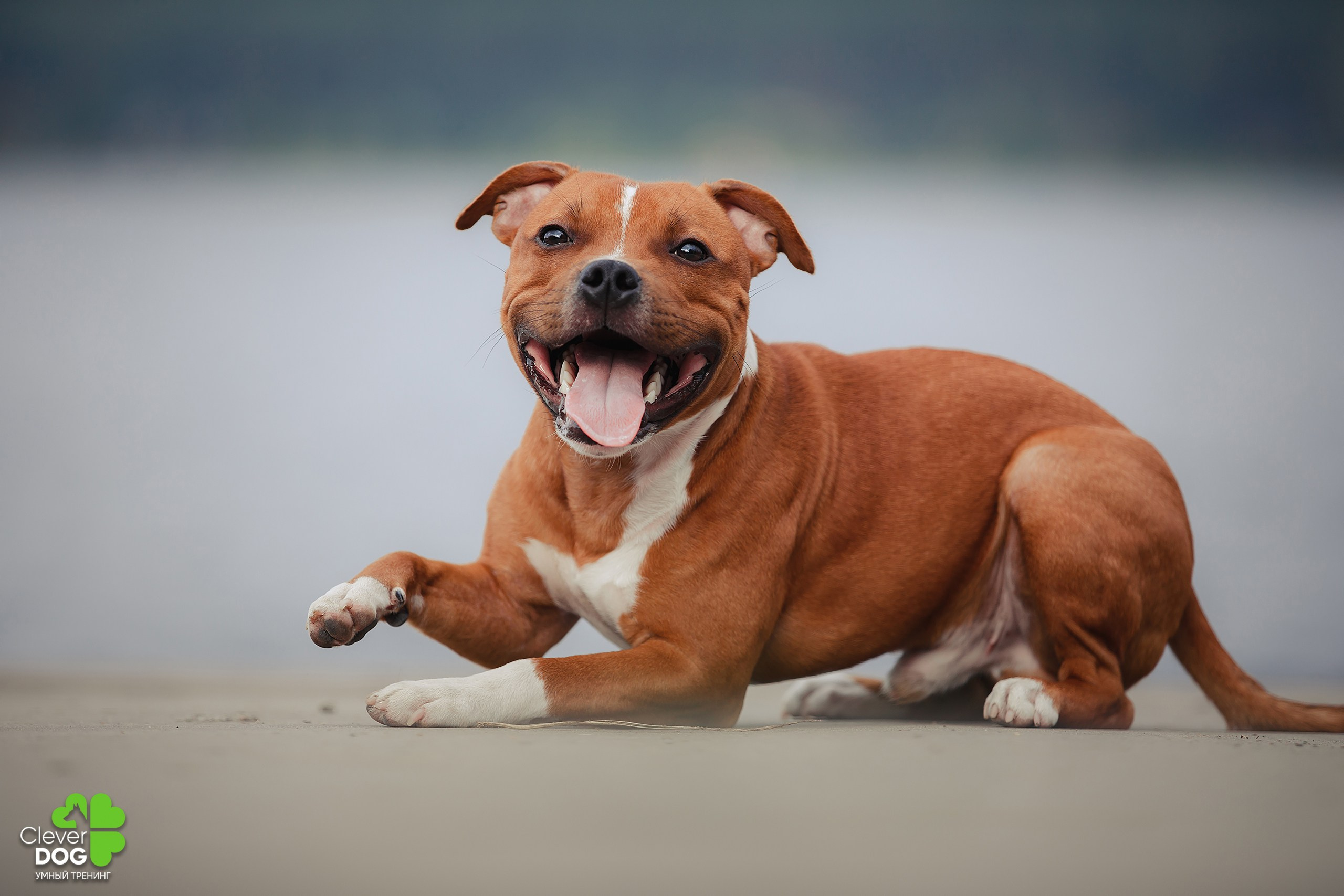 Кинологический лагерь CleverDog, 2024. Фотограф-анималист Mary Mart — Москва, Питер