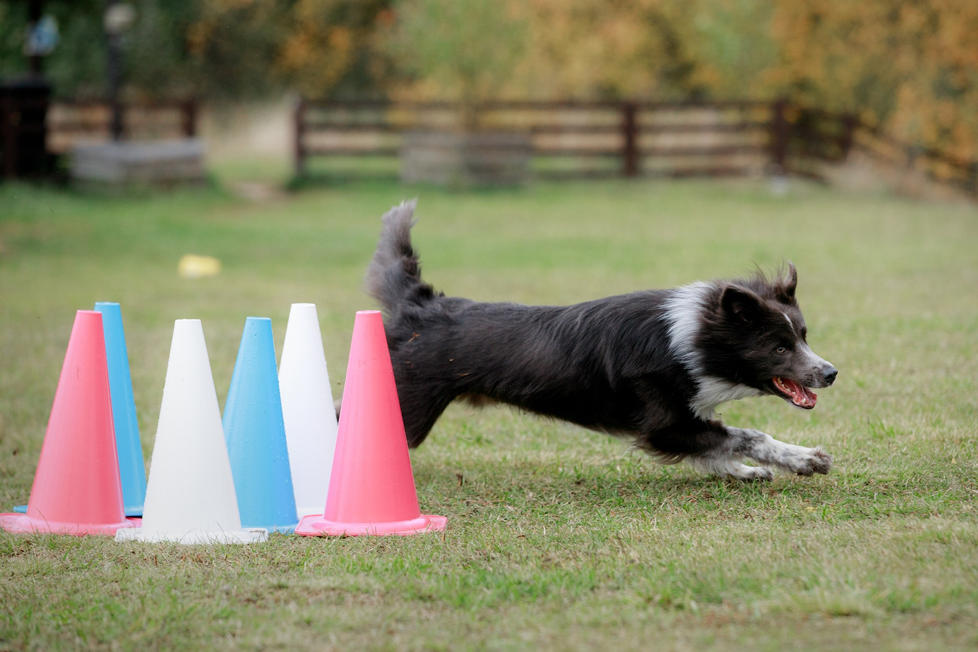 Лагерь по ОБД с Инной Баженовой. Фотограф-анималист Mary Mart — Москва, Питер