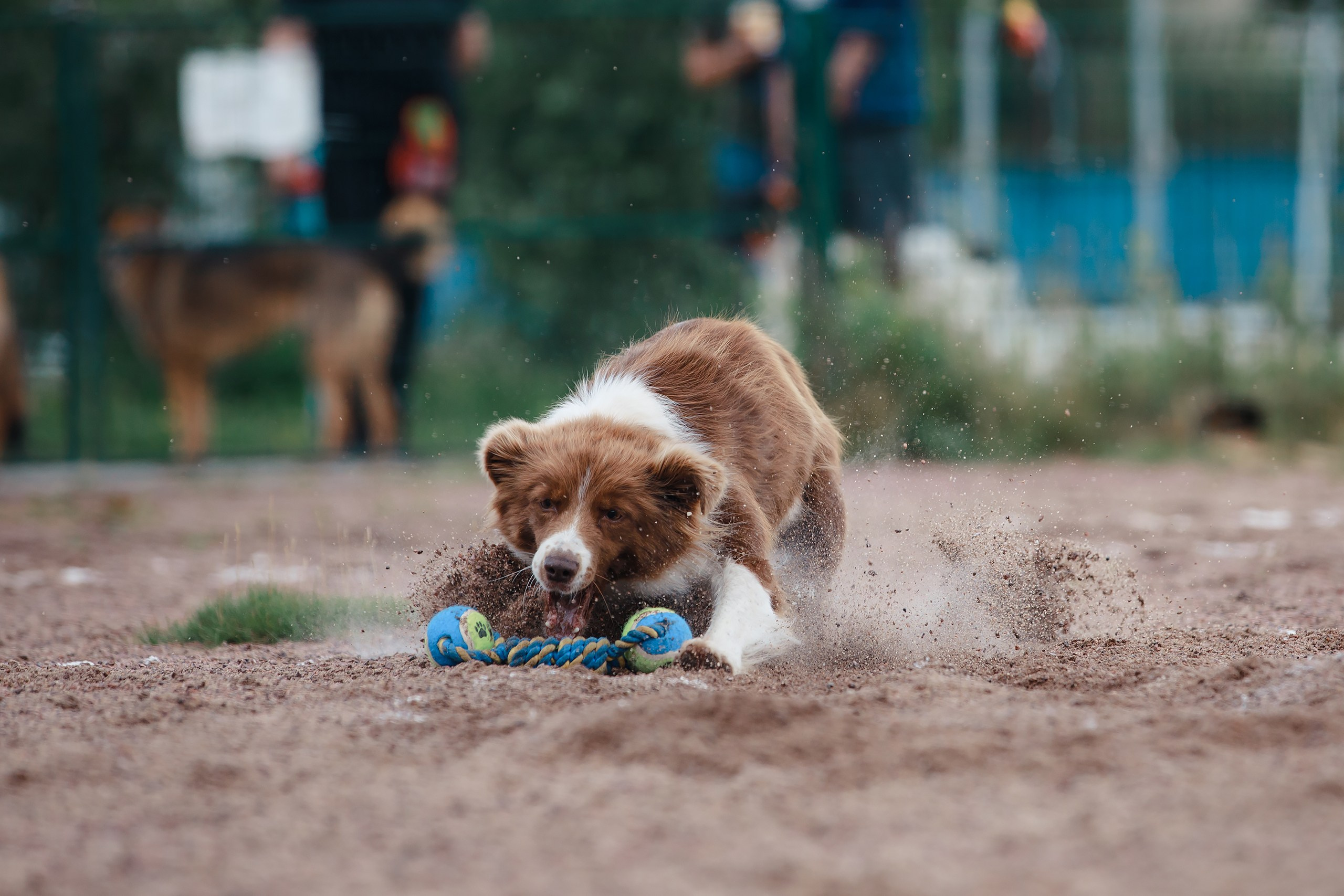 Питч&Гоу + веселые старты. Фотограф-анималист Mary Mart — Москва, Питер