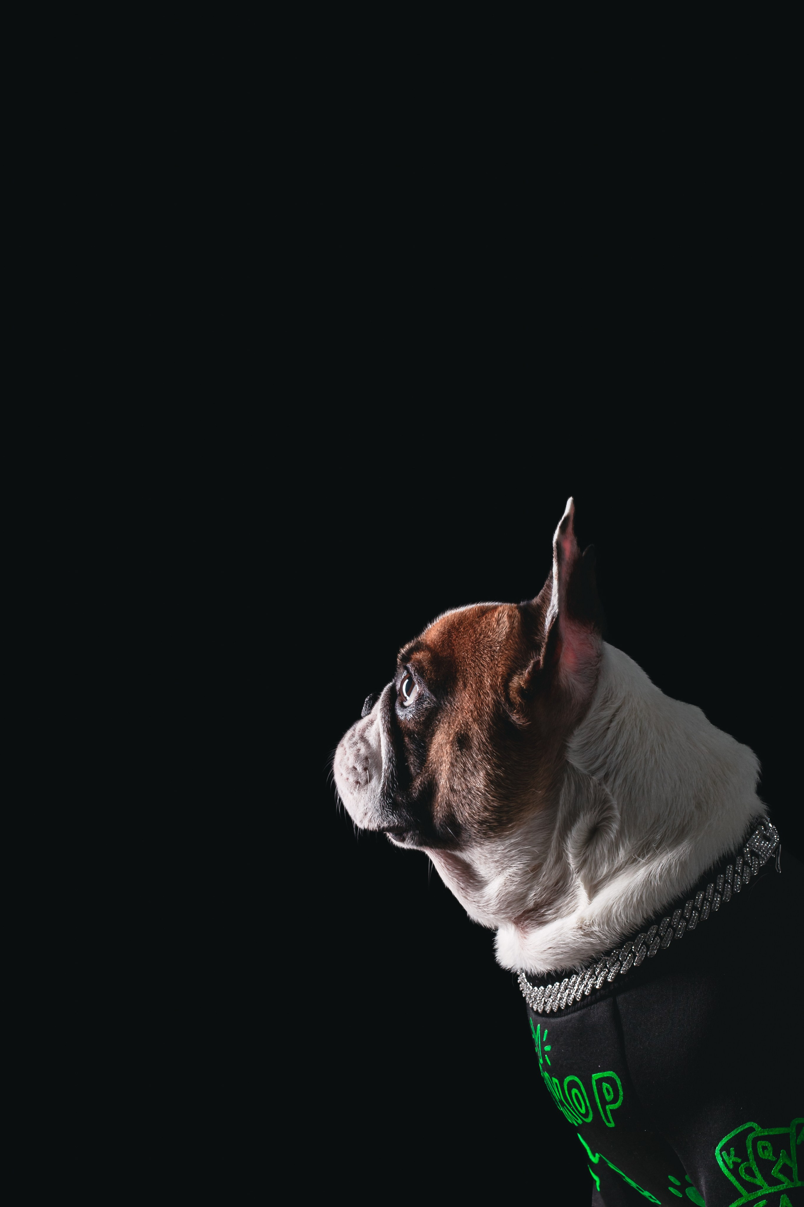 Студийная фотосессия с цветным светом. Фотограф-анималист Татьяна Степанова