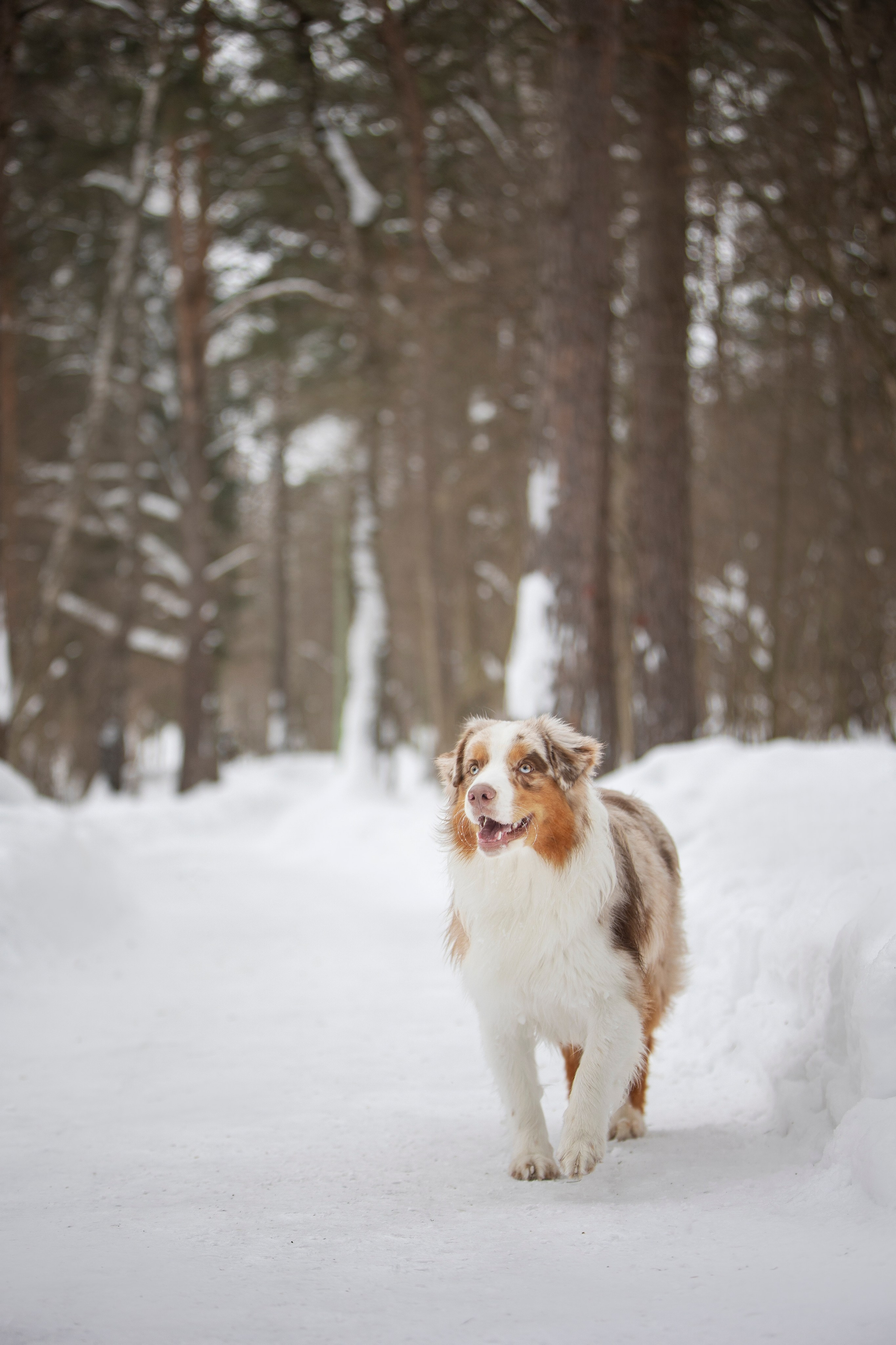 Дария, Макс, Сезам и Чили. Фотограф анималист в Москве Майорова Евгения