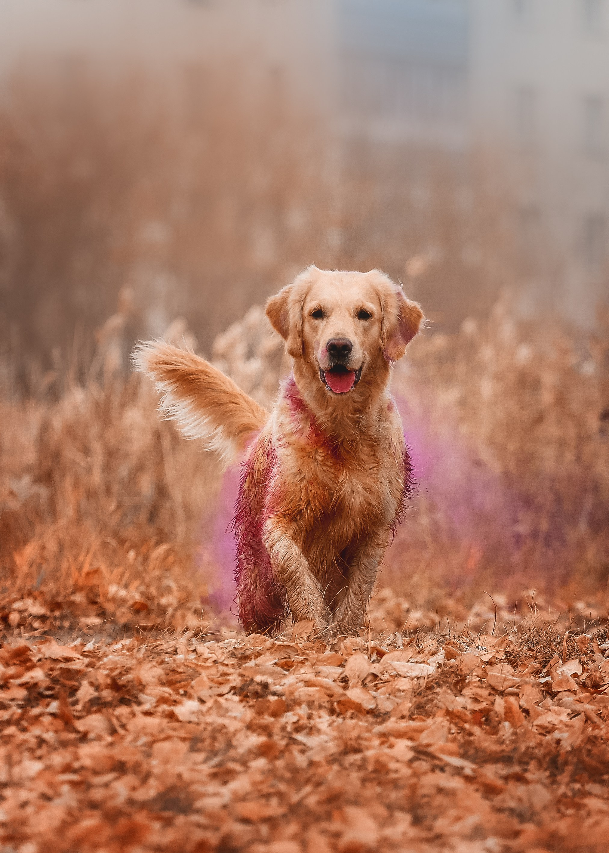 Ланди. Питомник Грааль Гардарика