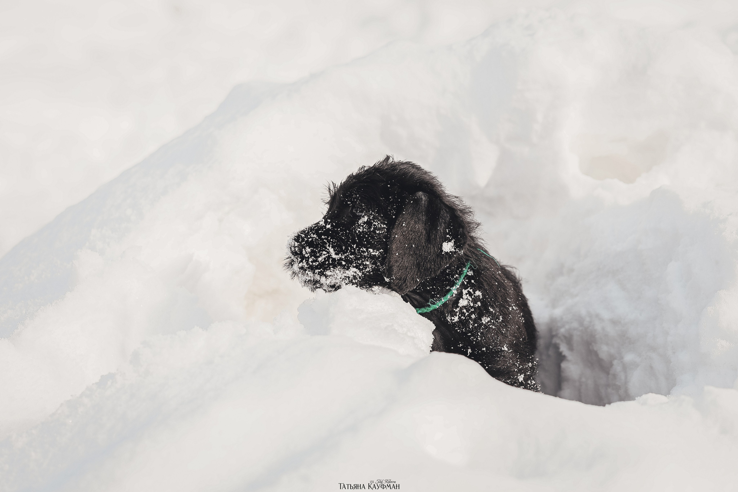 Ризеншнауцер, щенки ризеншнауцера, купить ризеншнауцера, купить щенка, ризеншнауцер Новосибирск, фотосъемка щенков, фотосессия собак, заказать фотосессию, фотографии щенков, сфотографировать щенка, фотограф Анималист, фотограф собак Новосибирск, фотограф анималист Новосибирск