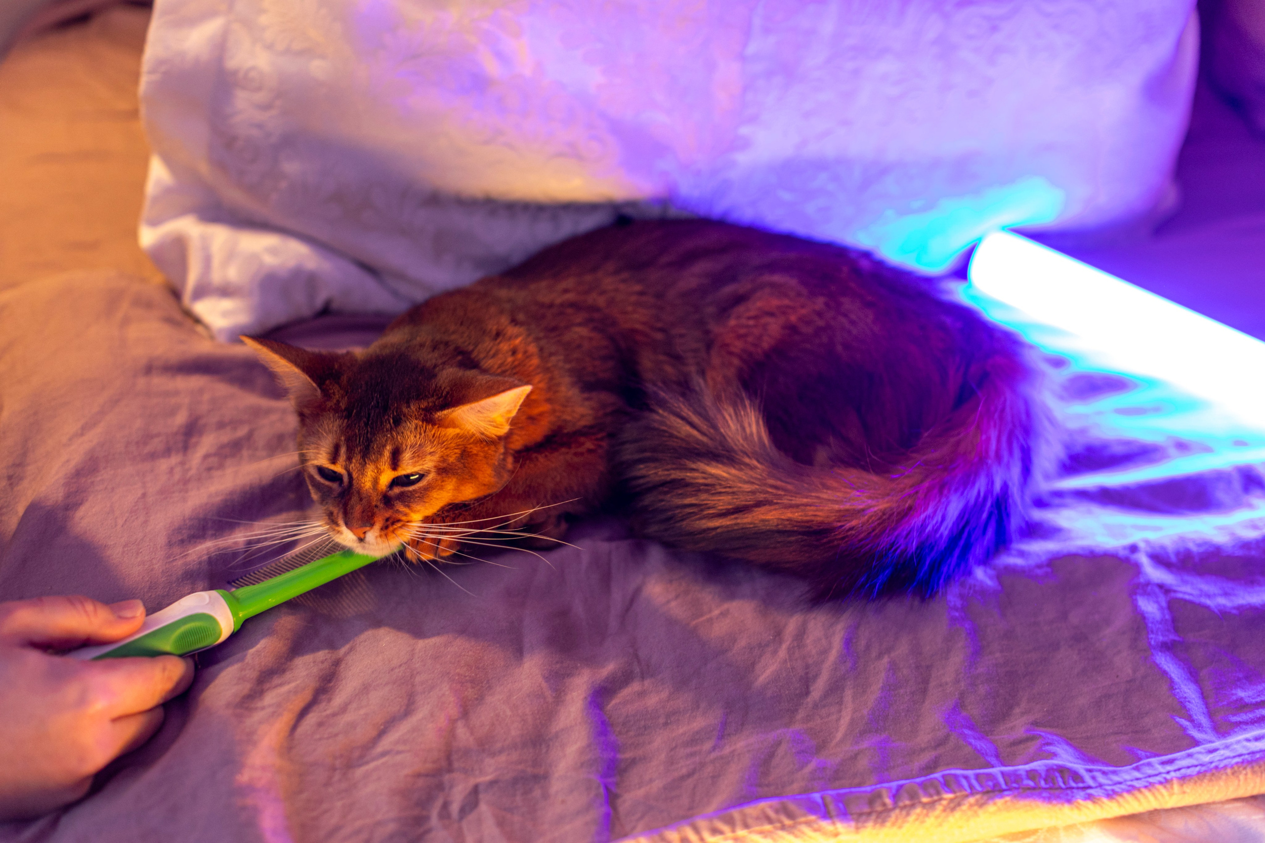 Сомали. Art my Pho