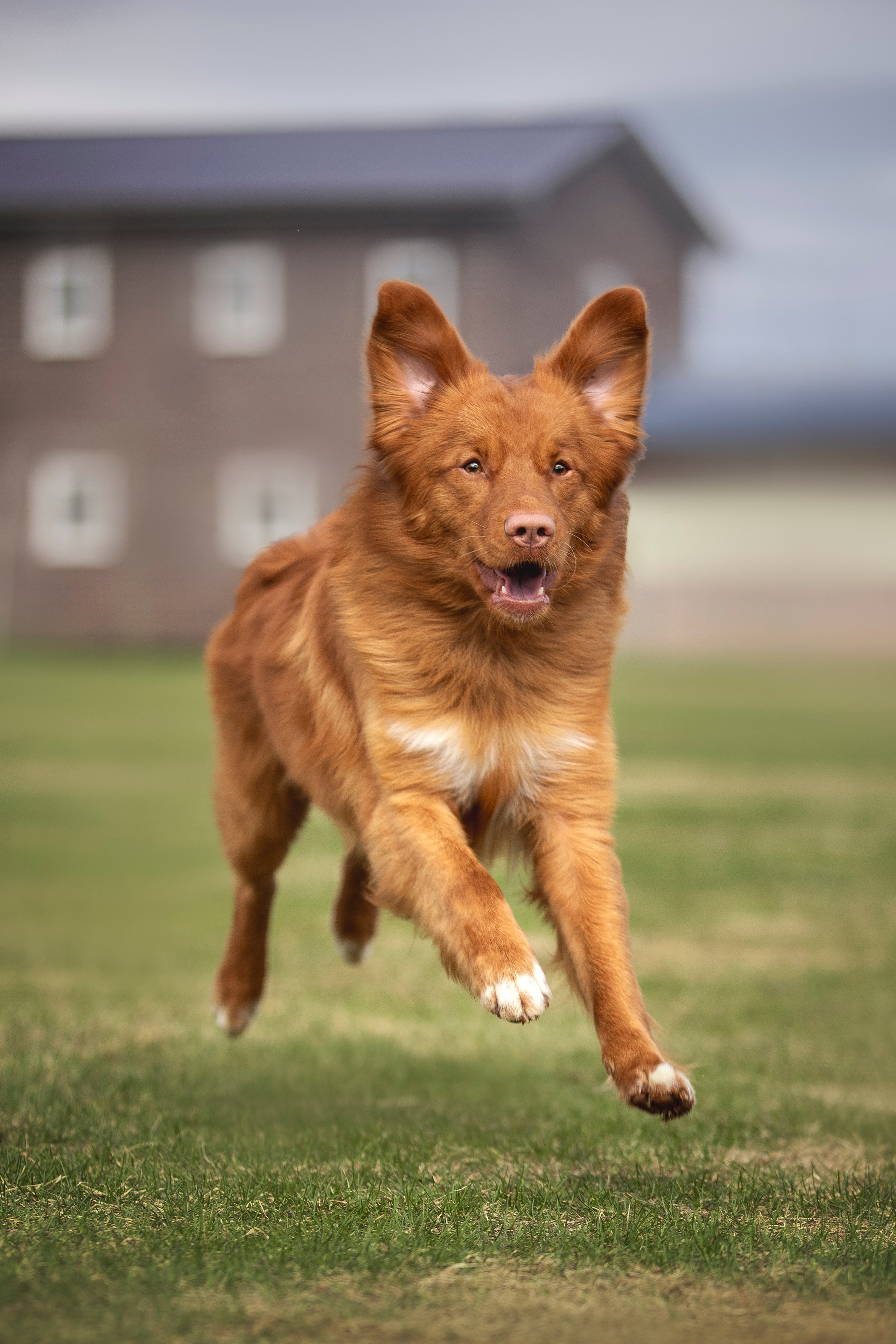 Толлер Орландо (Выставка). Фотограф анималист в Москве Майорова Евгения
