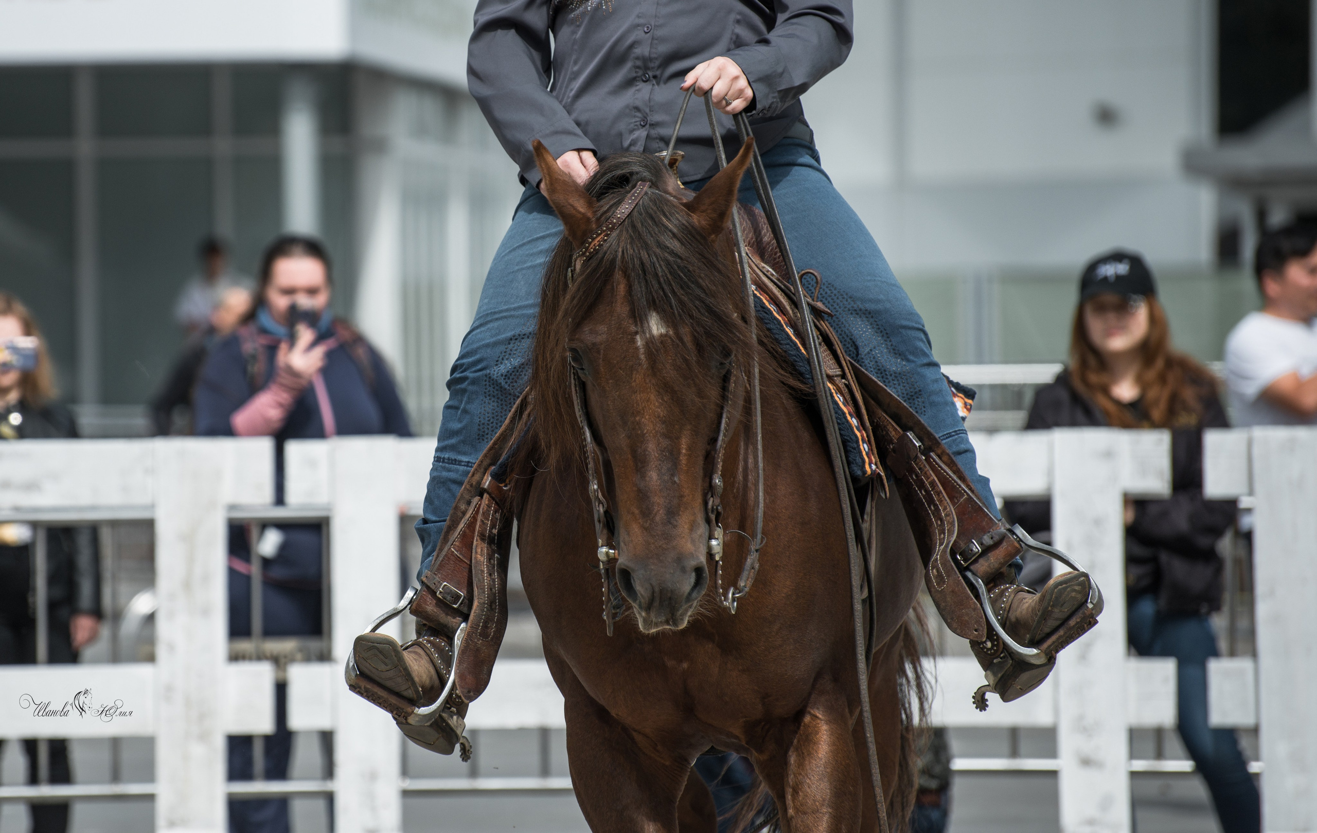 Эквирос, Москва. Конный фотограф в Саратове Юлия Иванова