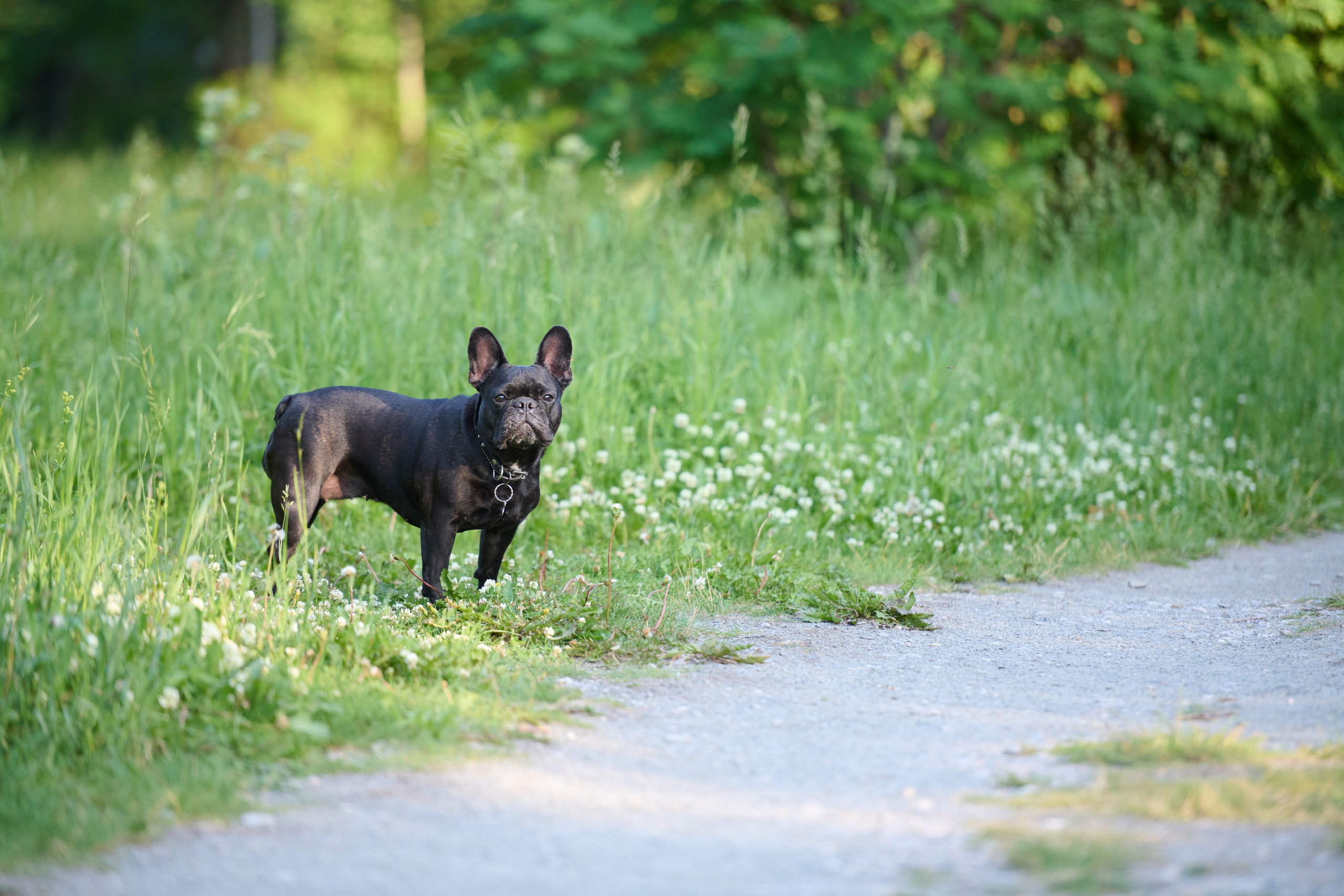 Семейная фотосессия с собакой. Репортажный и семейный фотограф — Шелихов Сергей