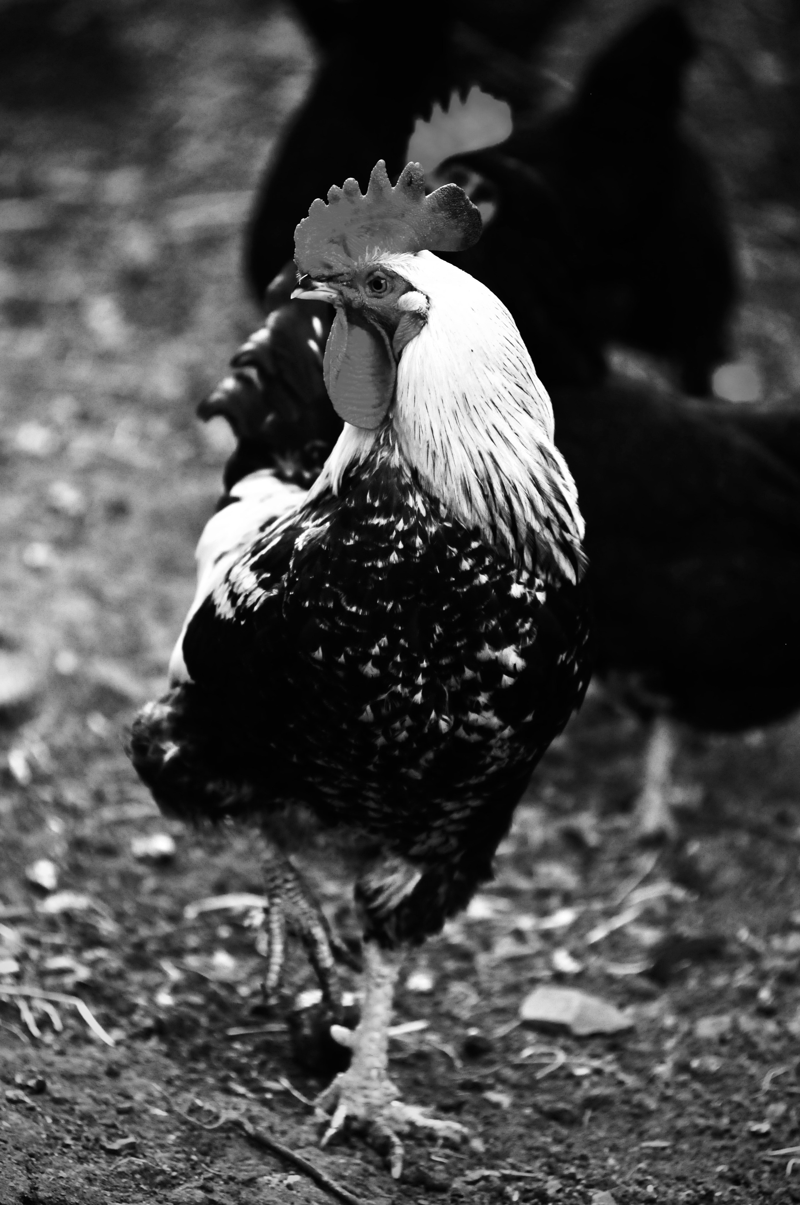 Зверята. Репортажный и семейный фотограф — Шелихов Сергей