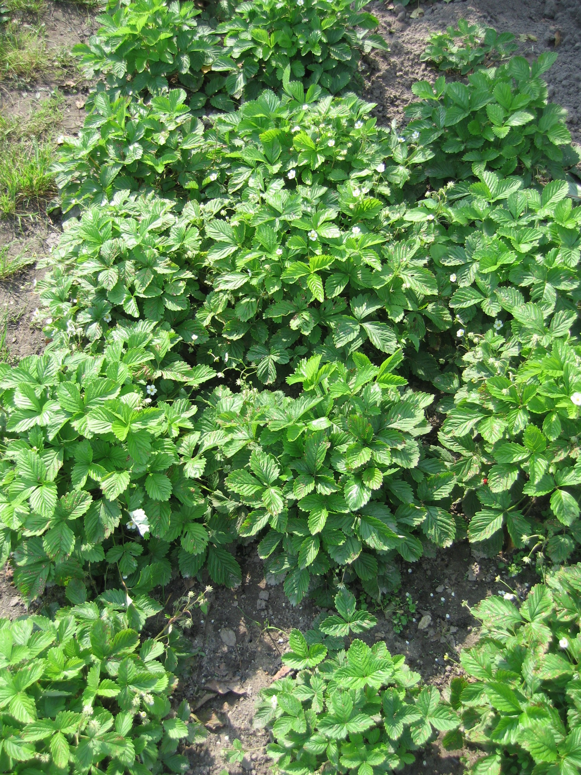 Клубника в саду, зелёные листья.