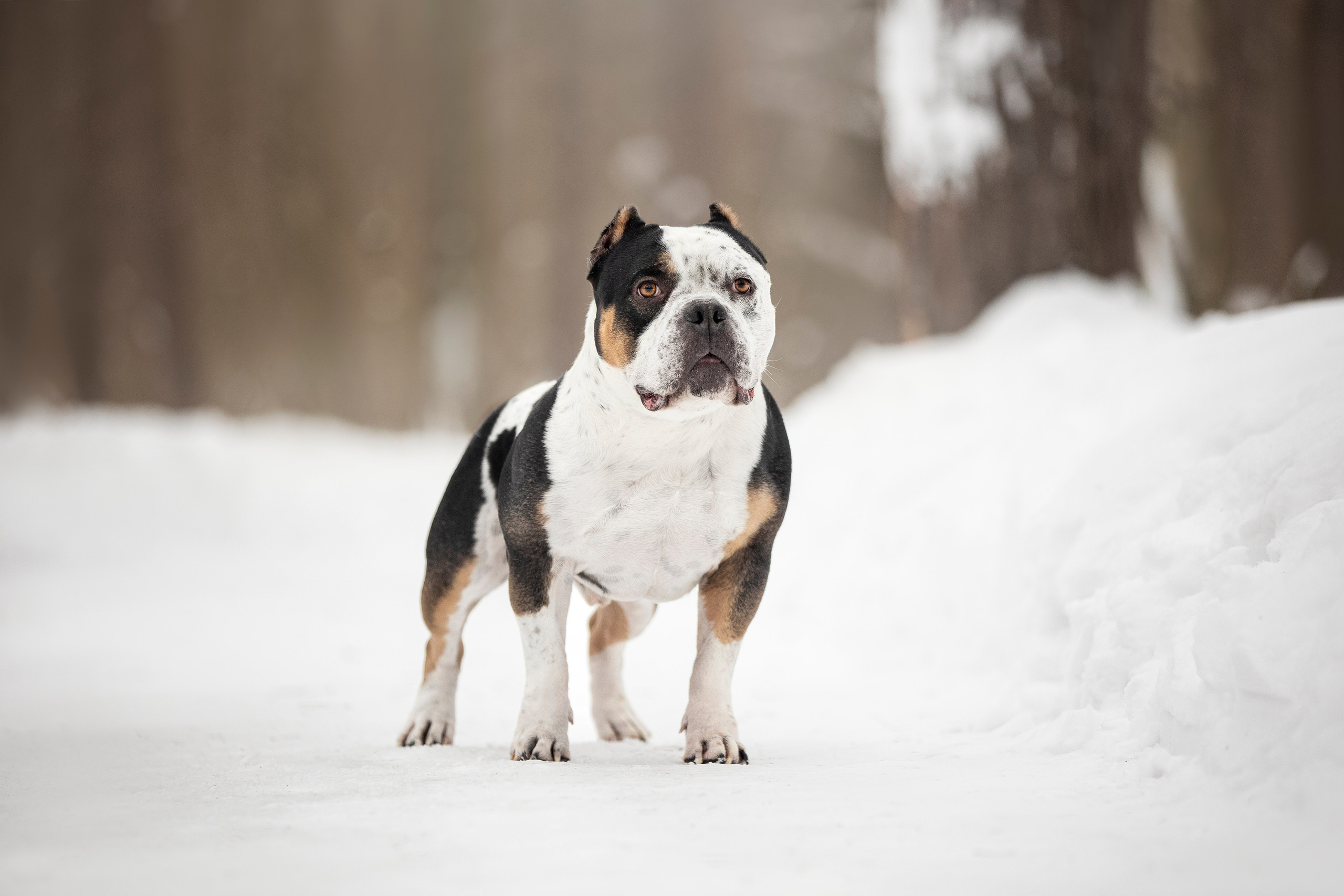 Американские булли. Фотограф анималист в Москве Майорова Евгения