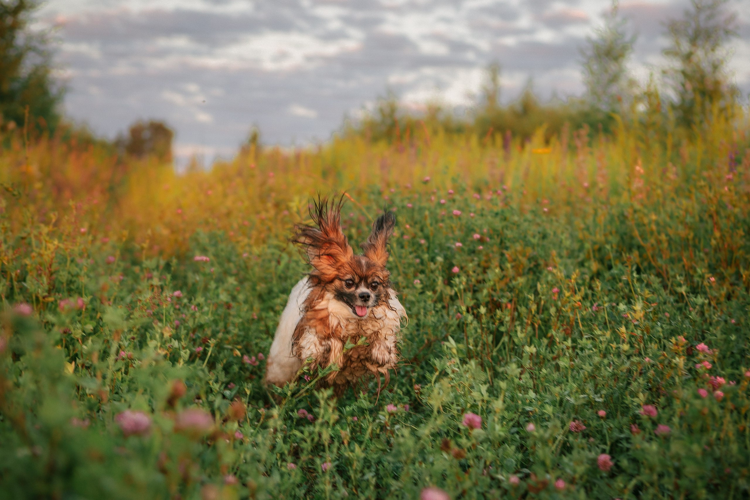 Таня и команда на рассвете. Фотограф анималист Кузнецова Анна Нижний Новгород