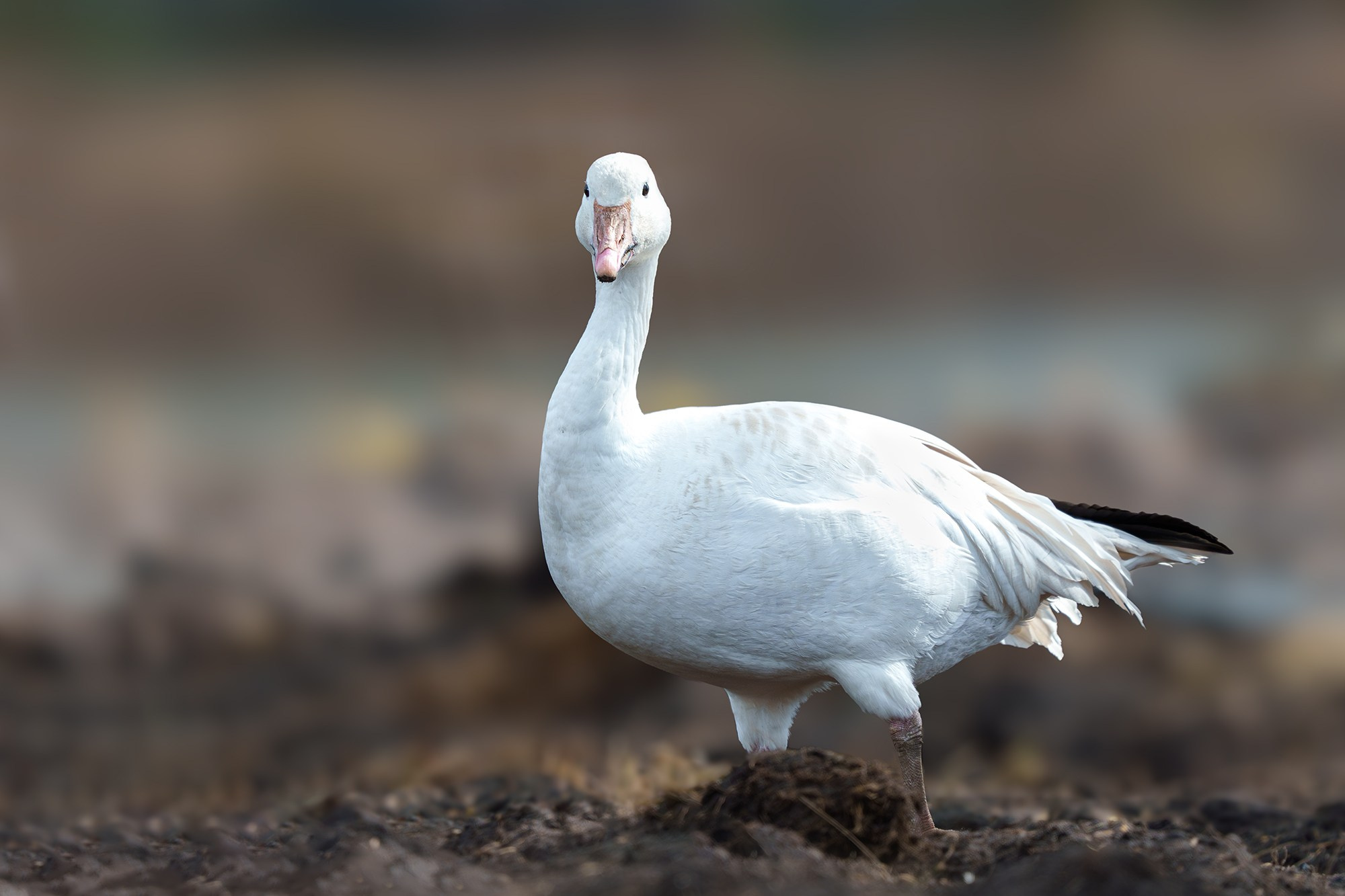 Удивительные мир птиц. Вокруг нас столько прекрасного — присмотритесь!. Ваш личный фотограф Марина Волкова