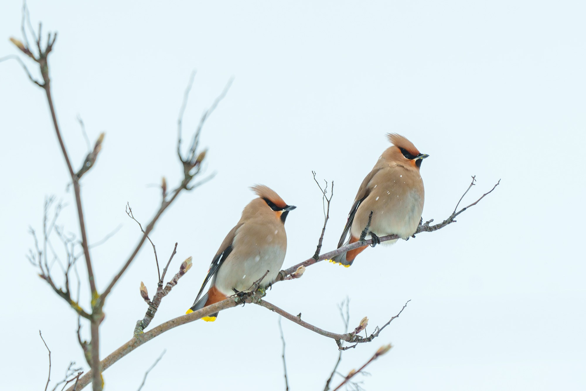 Удивительные мир птиц. Вокруг нас столько прекрасного — присмотритесь!. Ваш личный фотограф Марина Волкова