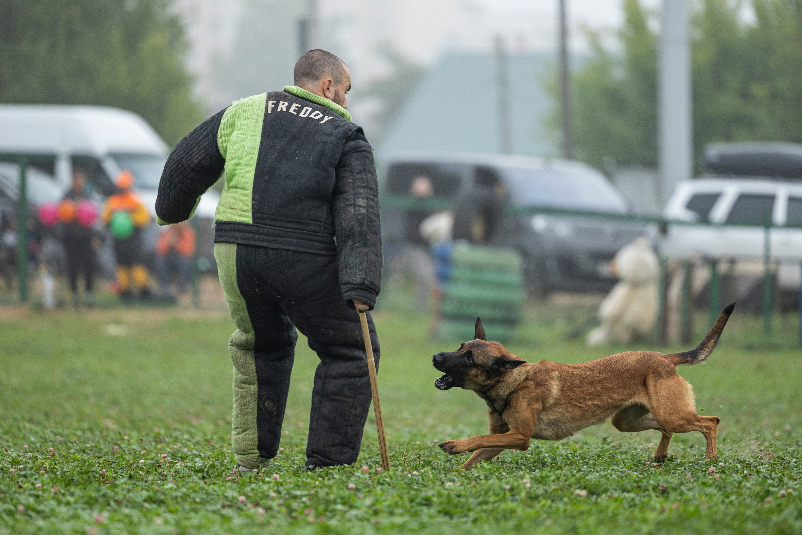 Соревнования по Мондьорингу г. Вологда 10-11.08.2024. Фотограф-анималист Анна Маринич