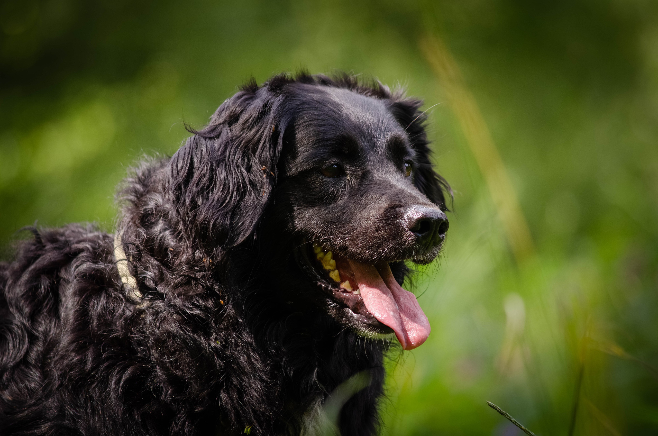 Том и Тося. Фотограф Светлана Блинова, Москва и Московская область