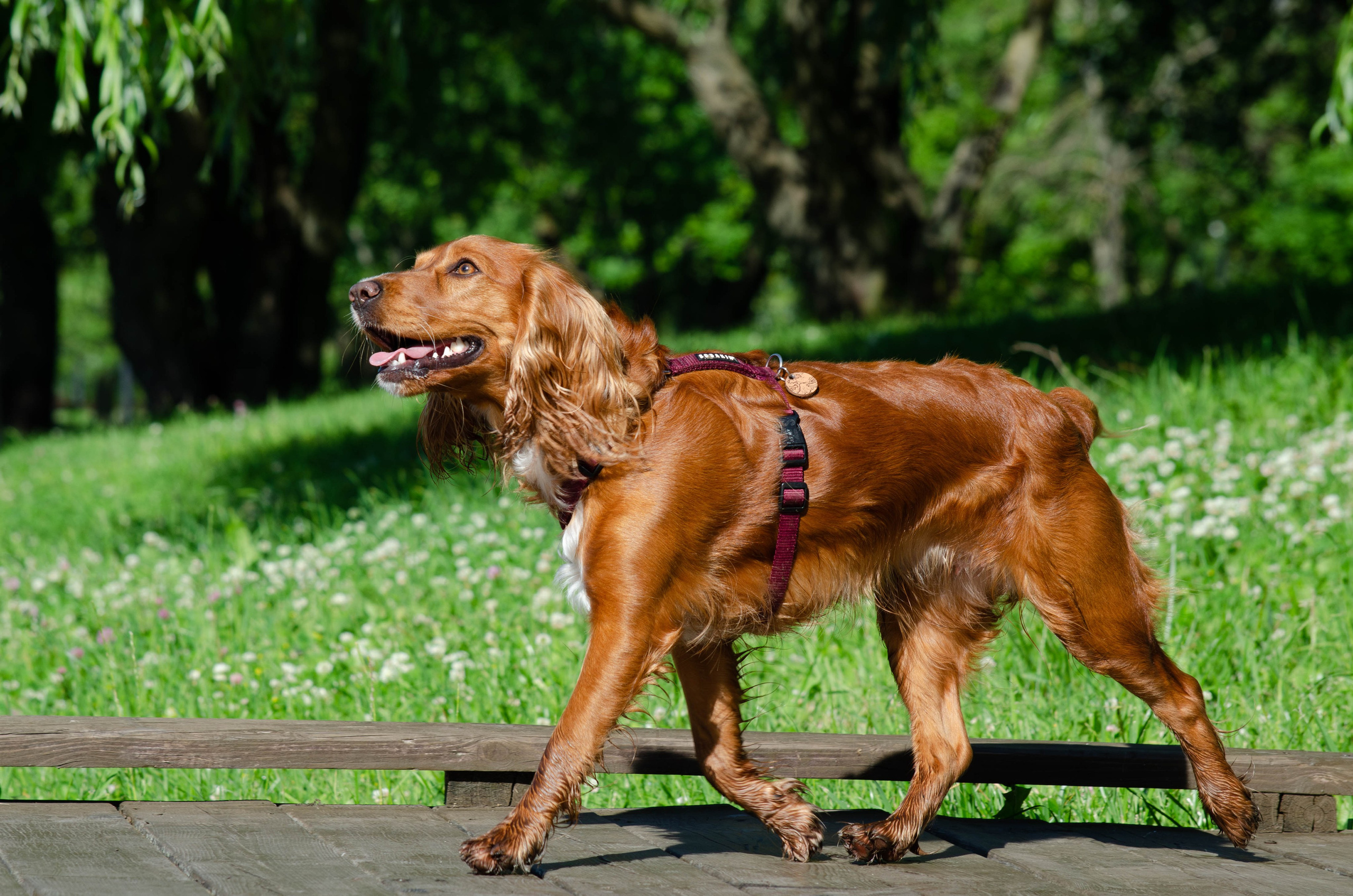 Джесси. Фотограф Светлана Блинова, Москва и Московская область