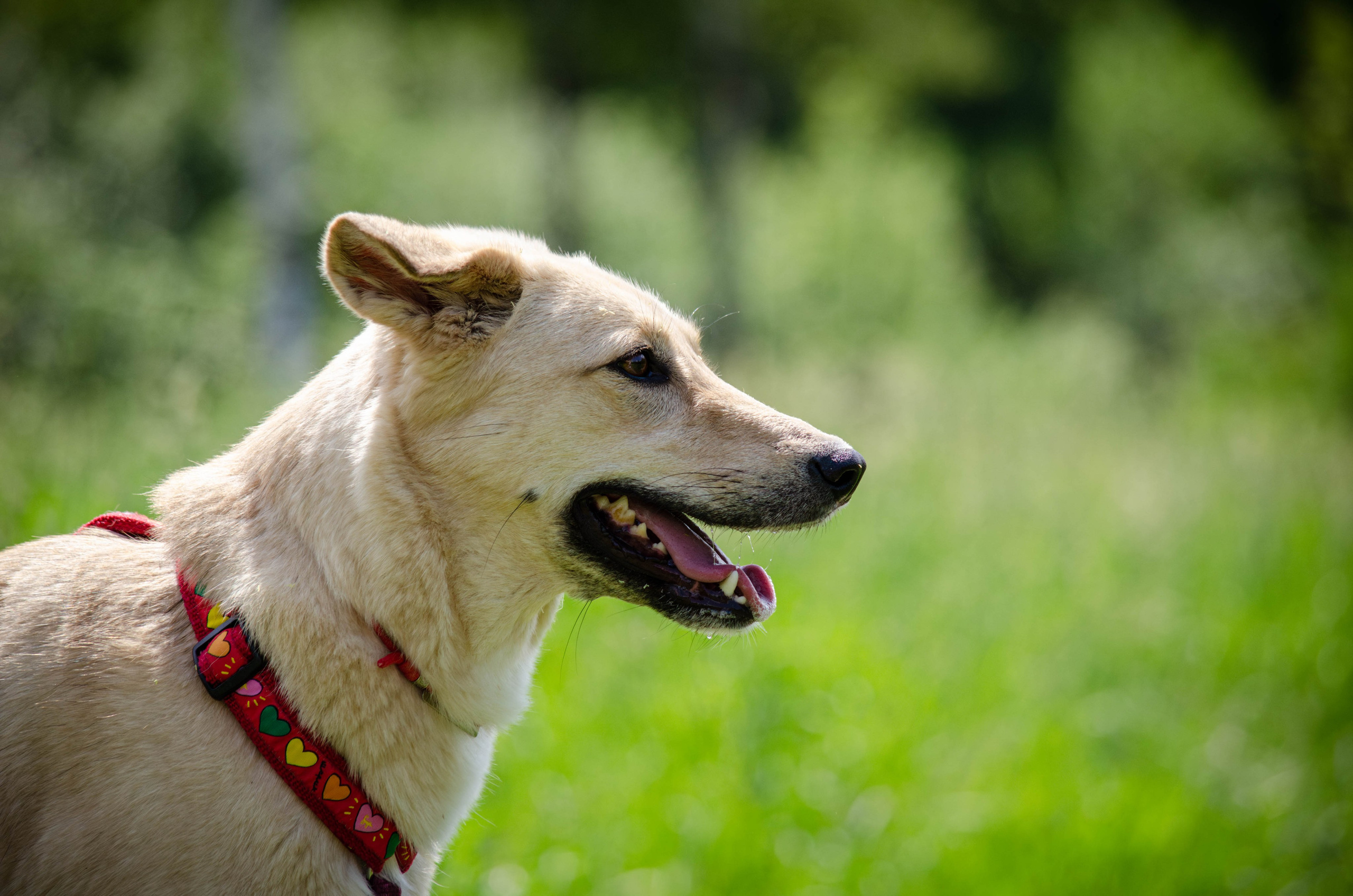 Мира и Барон. Фотограф Светлана Блинова, Москва и Московская область