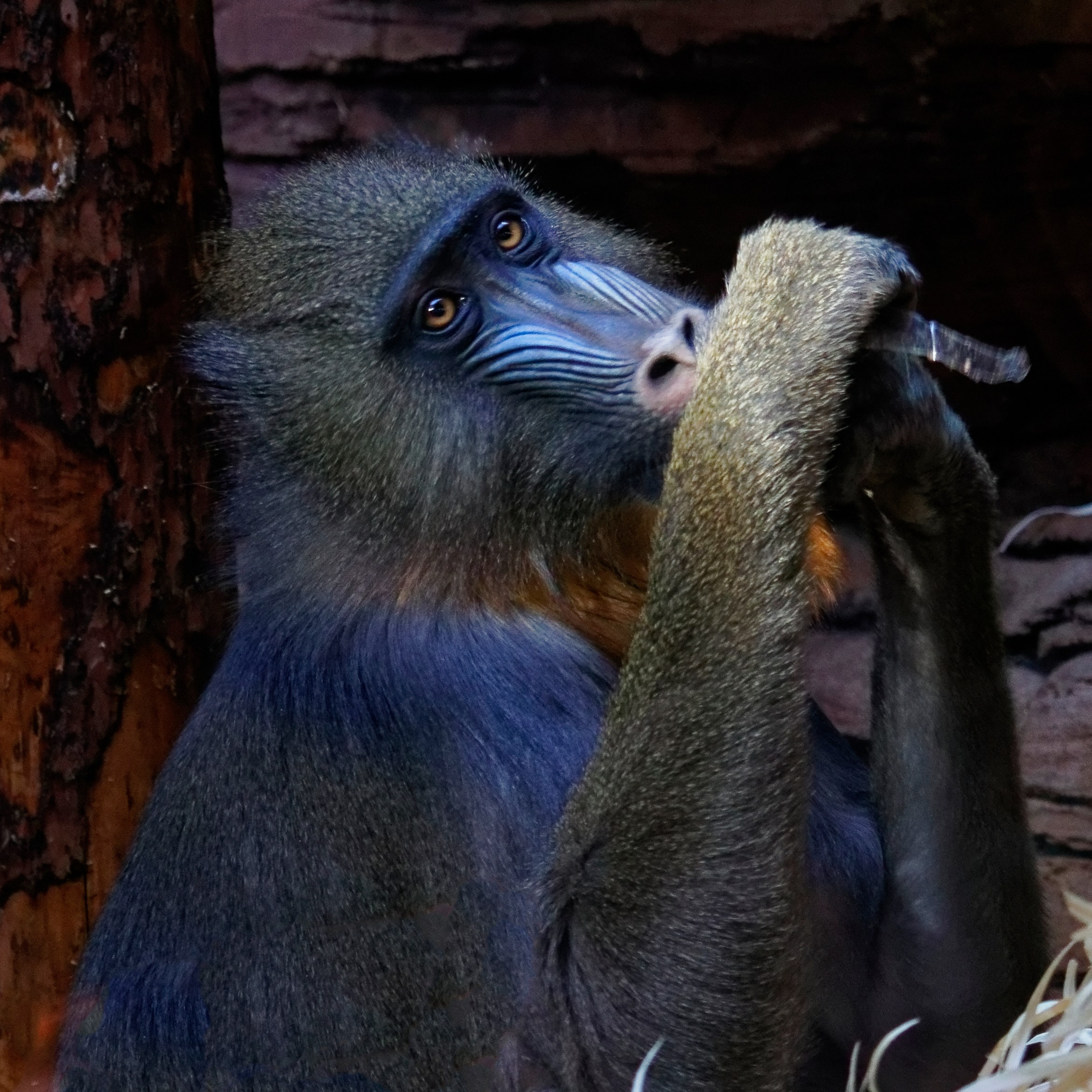 МОСКОВСКИЙ ЗООПАРК. Фотограф Владимир Роля