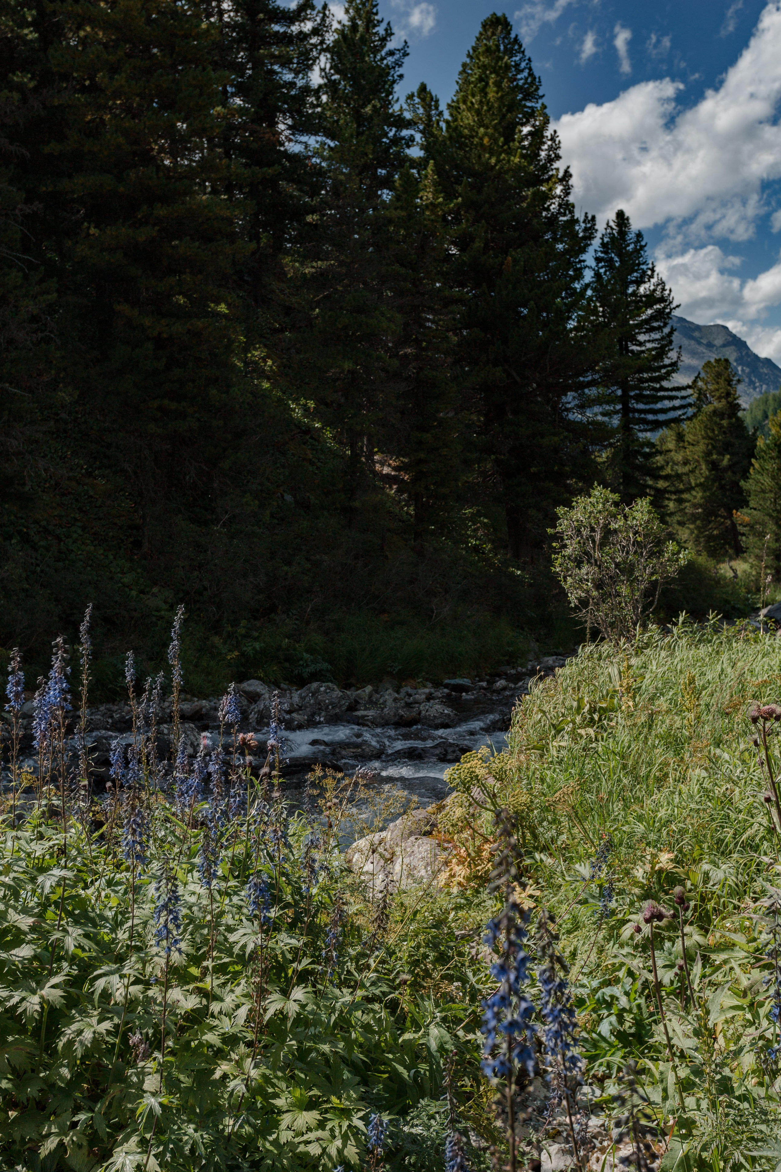 Катунский заповедник, Республика Алтай. Репортажный фотограф в Крыму Ксения Гасица