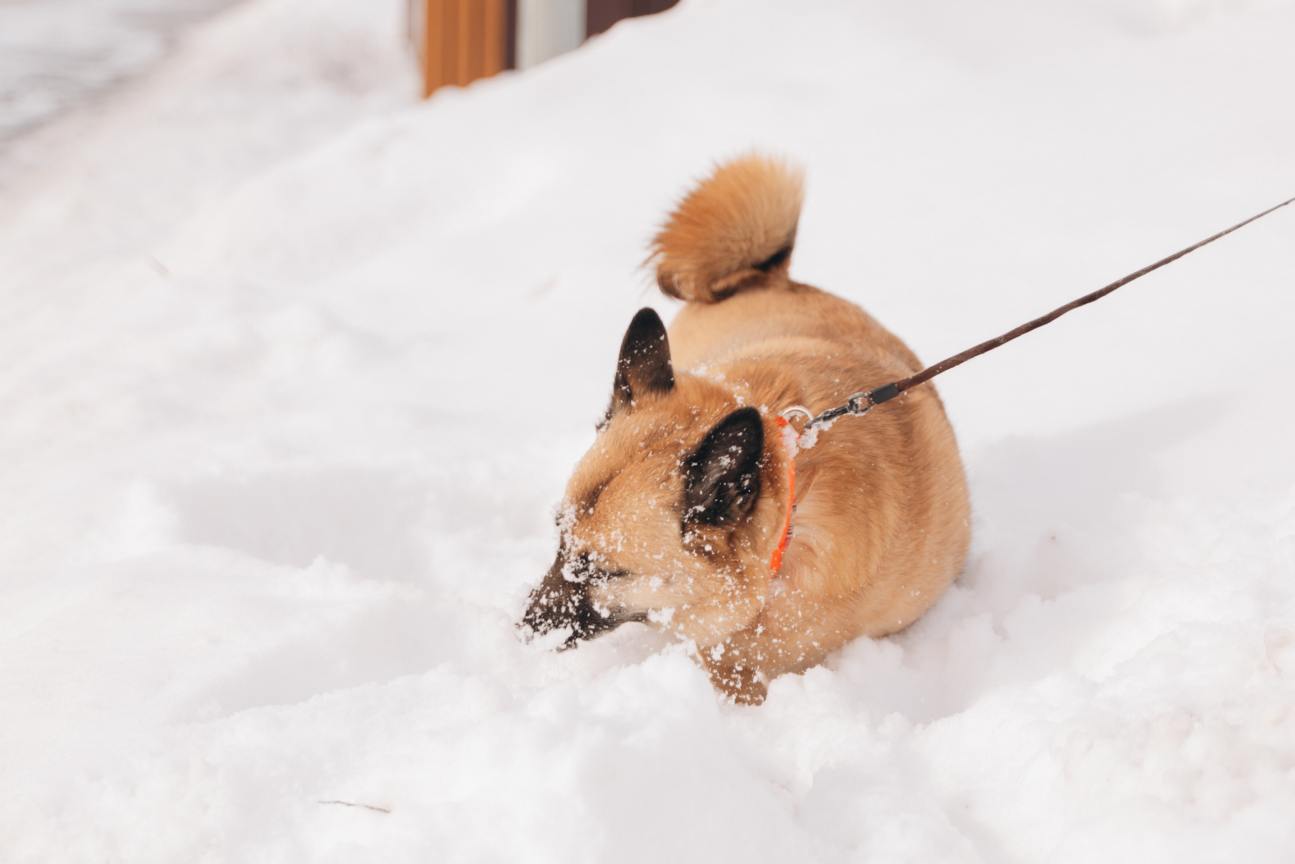 Февраль с Мартой 💞. FotoTanya. Раменское/Жуковский/Бронницы