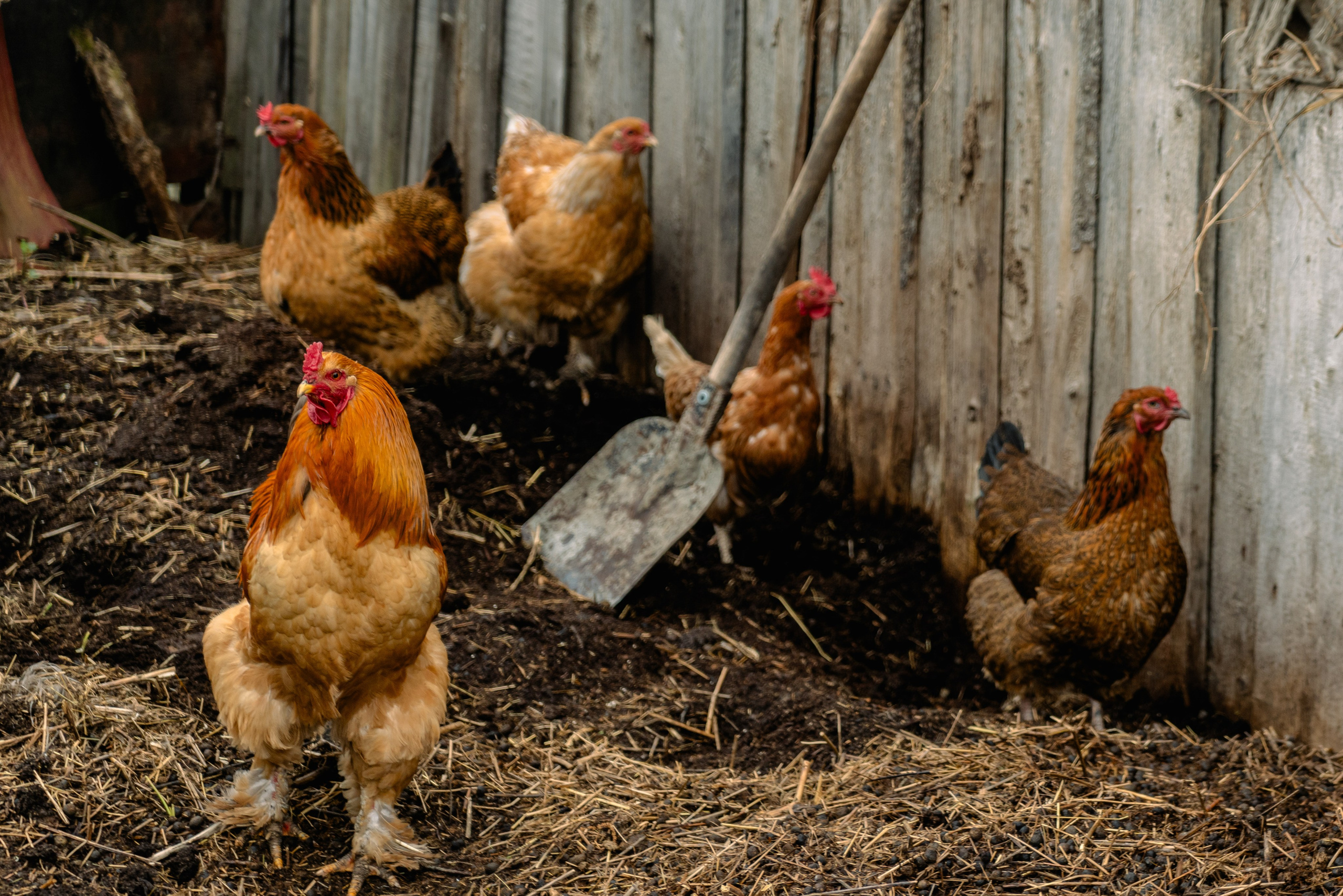 Аскино, Май 2024