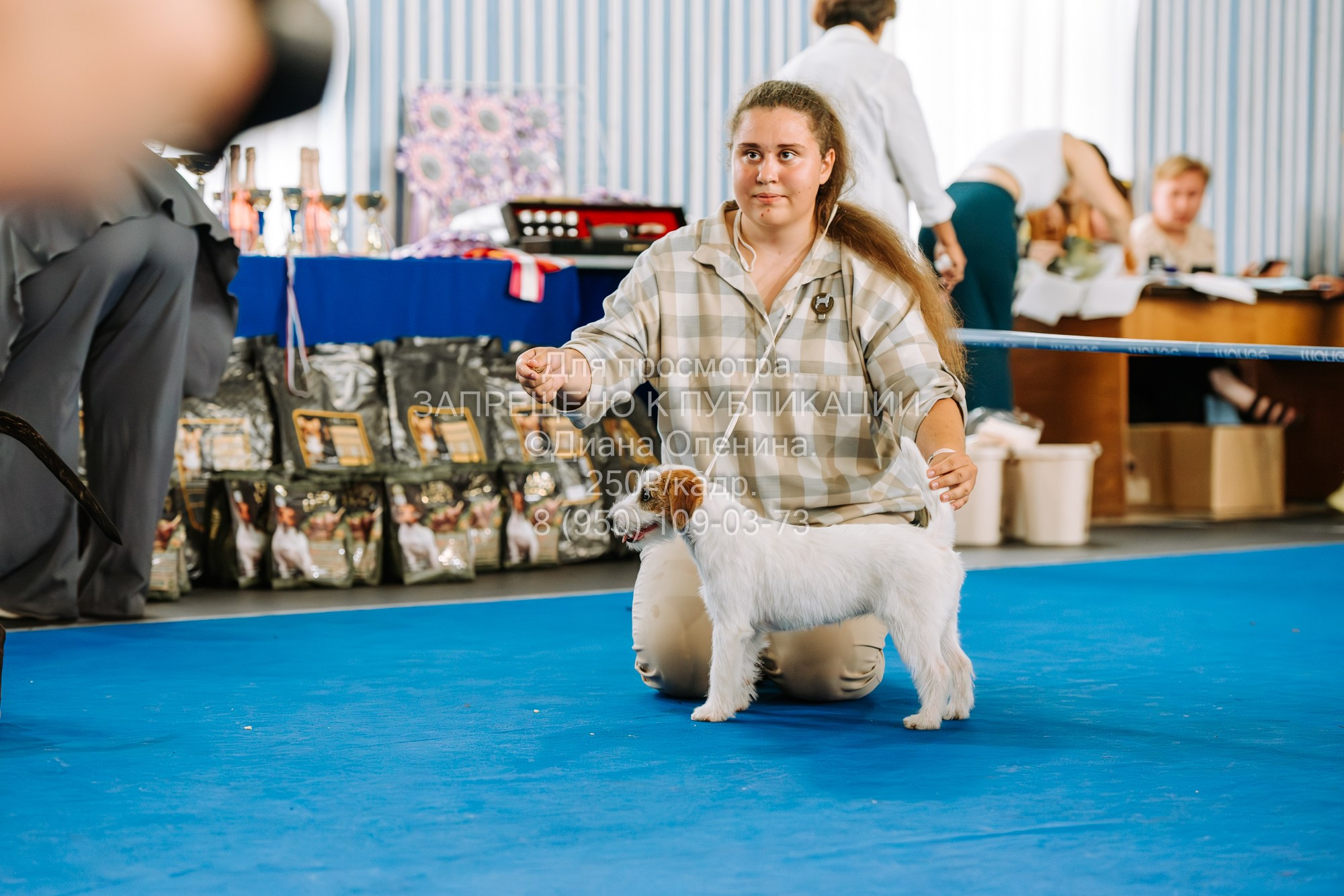 Национальная выставка собак всех пород ранга САС-IKU «Кубок Красноярск. Фотограф Диана Оленина Красноярск / Братск