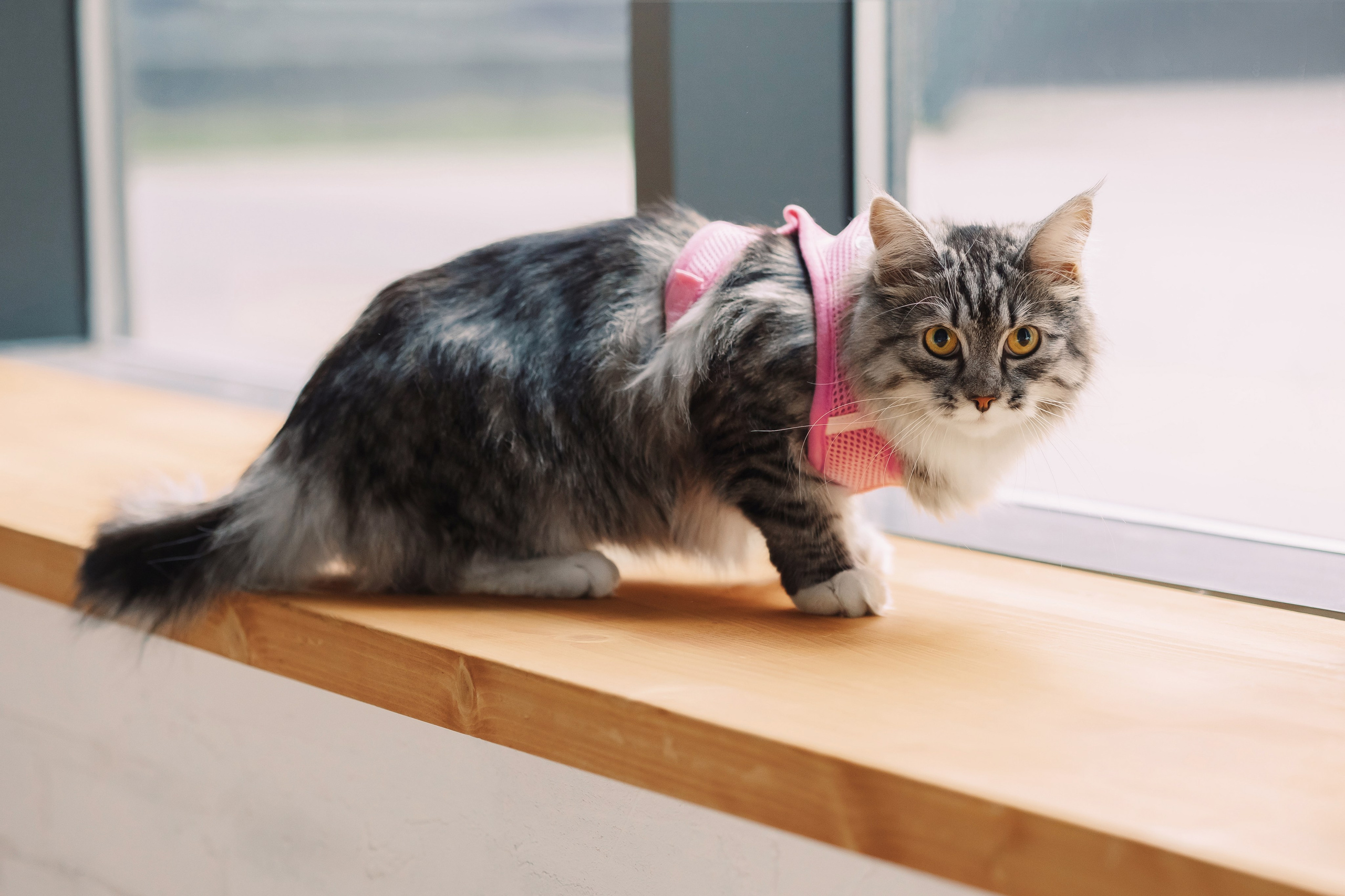 Магазин Friend of mine. Фотограф-анималист Елена Радченко, Москва